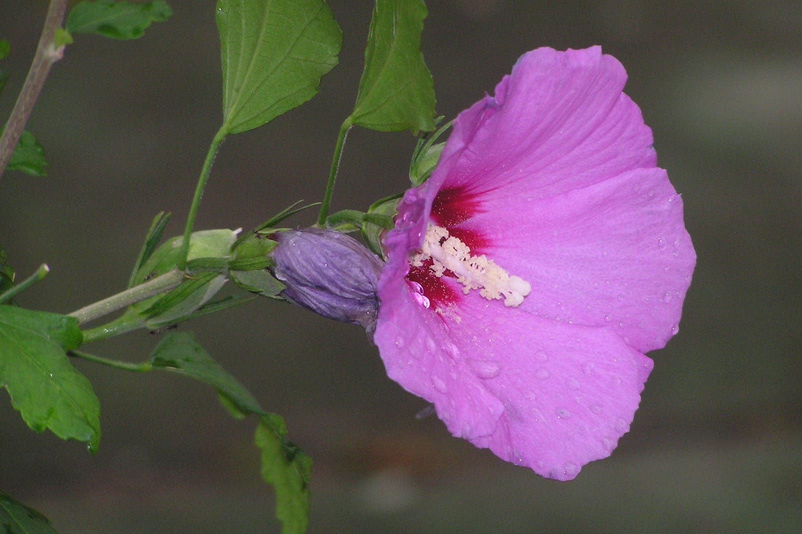 Althéa (Hibiscus syriacus) montrant une seule fleur rose mauve à 5 pétales avec un œil rouge foncé et une colonne staminale proéminente, à côté de feuilles palmatilobées grossièrement dentées.