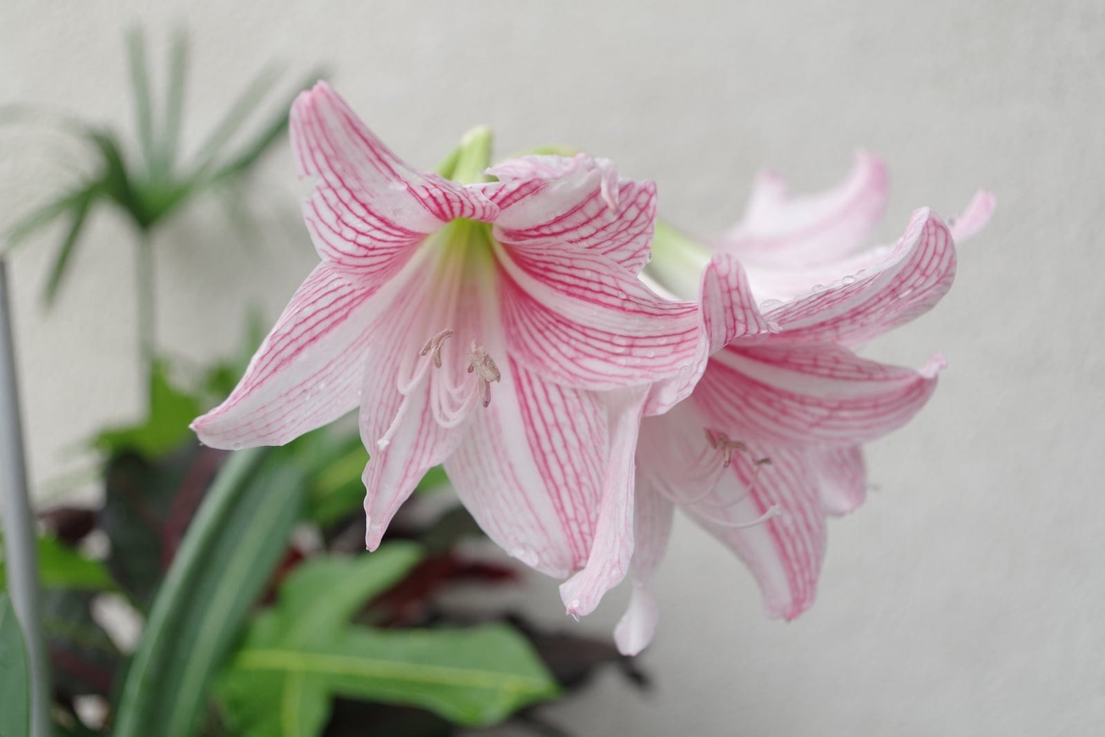 Open pink and white Hippeastrum hybrid flowers showing trumpet-shaped blooms with prominent stamens in a garden setting