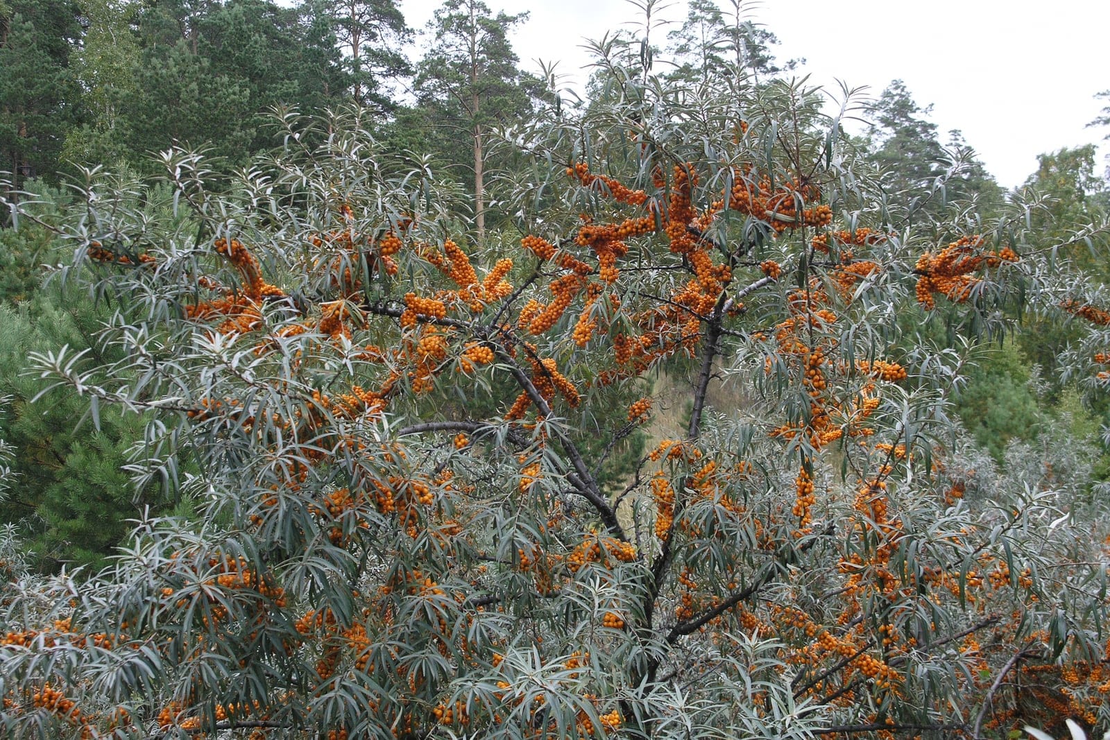 Arbuste d'argousier (Hippophae rhamnoides) chargé de baies orange vif groupées le long des rameaux parmi d'étroites feuilles vert argenté.