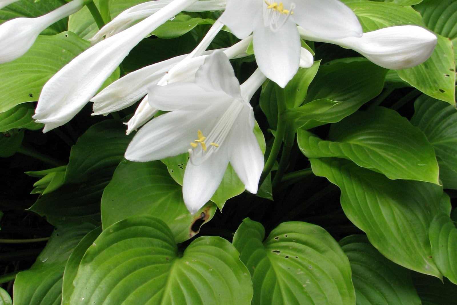 Fragrant plantain lily (Hosta plantaginea) showing broad glossy leaves with white flower scapes rising above.