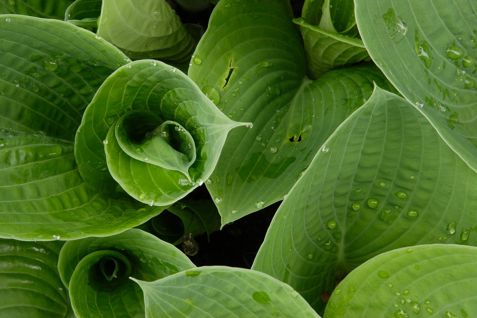 Un montículo denso de follaje de hosta de Siebold (Hosta sieboldiana) después de la lluvia: hojas gruesas, anchas y ovales, profundamente acostilladas entre nervios paralelos, acucharadas a lo largo y rematadas en punta fina, cada una con gotas de agua.