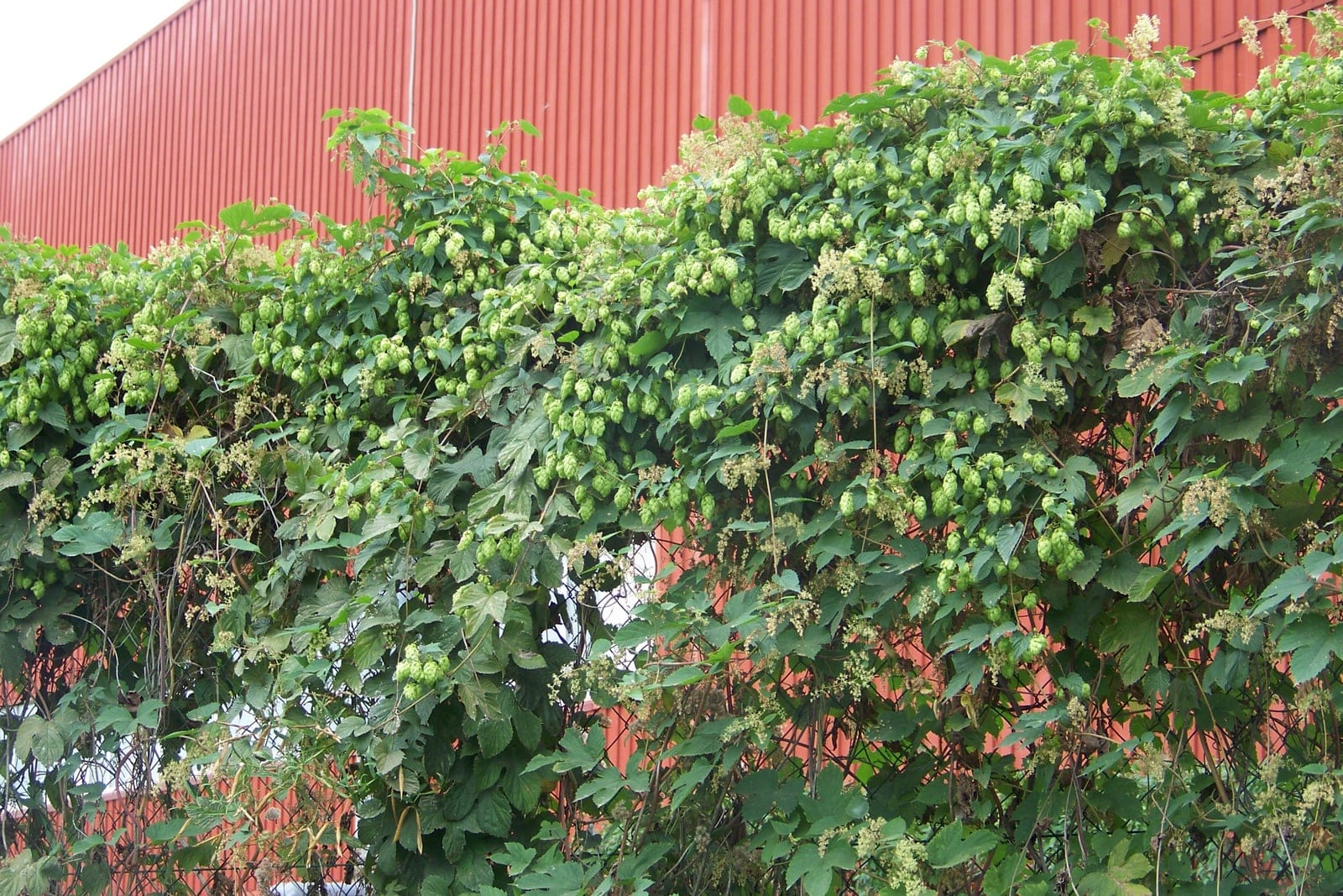 Lúpulo (Humulus lupulus) cobrindo uma parede de treliça, denso de cones femininos verdes e papiráceos agrupados (estróbilos) entre folhas ásperas e lobadas.