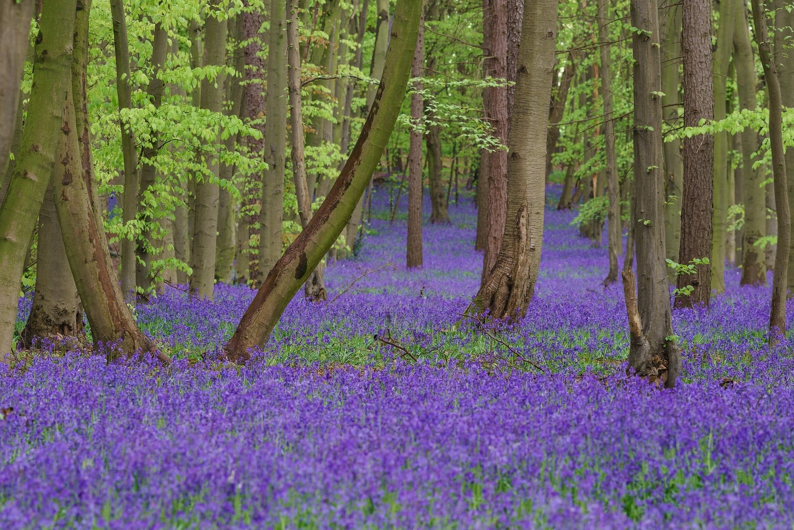 Dense carpet of English bluebells (Hyacinthoides non-scripta) in full spring bloom on a woodland floor, showing the characteristic arching stems of nodding violet-blue tubular flowers among strap-like green leaves.