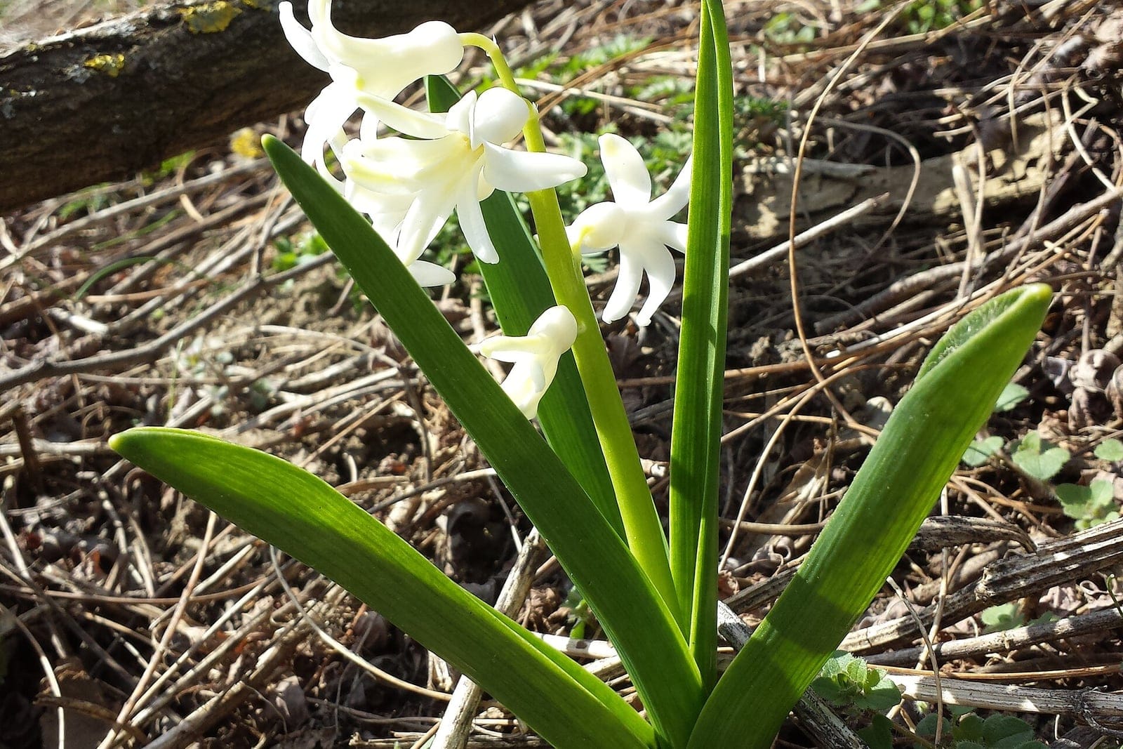 Common hyacinth (Hyacinthus orientalis) in flower, showing a short upright spike of star-shaped white florets above basal strap-shaped leaves.