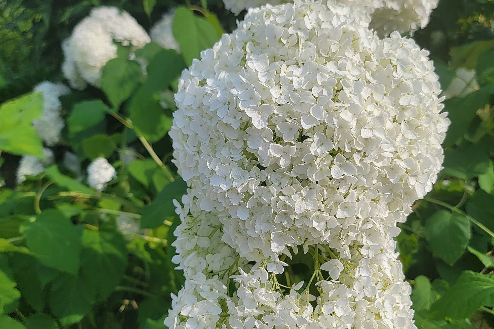 Annabelle hydrangea (Hydrangea arborescens 'Annabelle') showing large white ball-shaped flower clusters on a rounded deciduous shrub.
