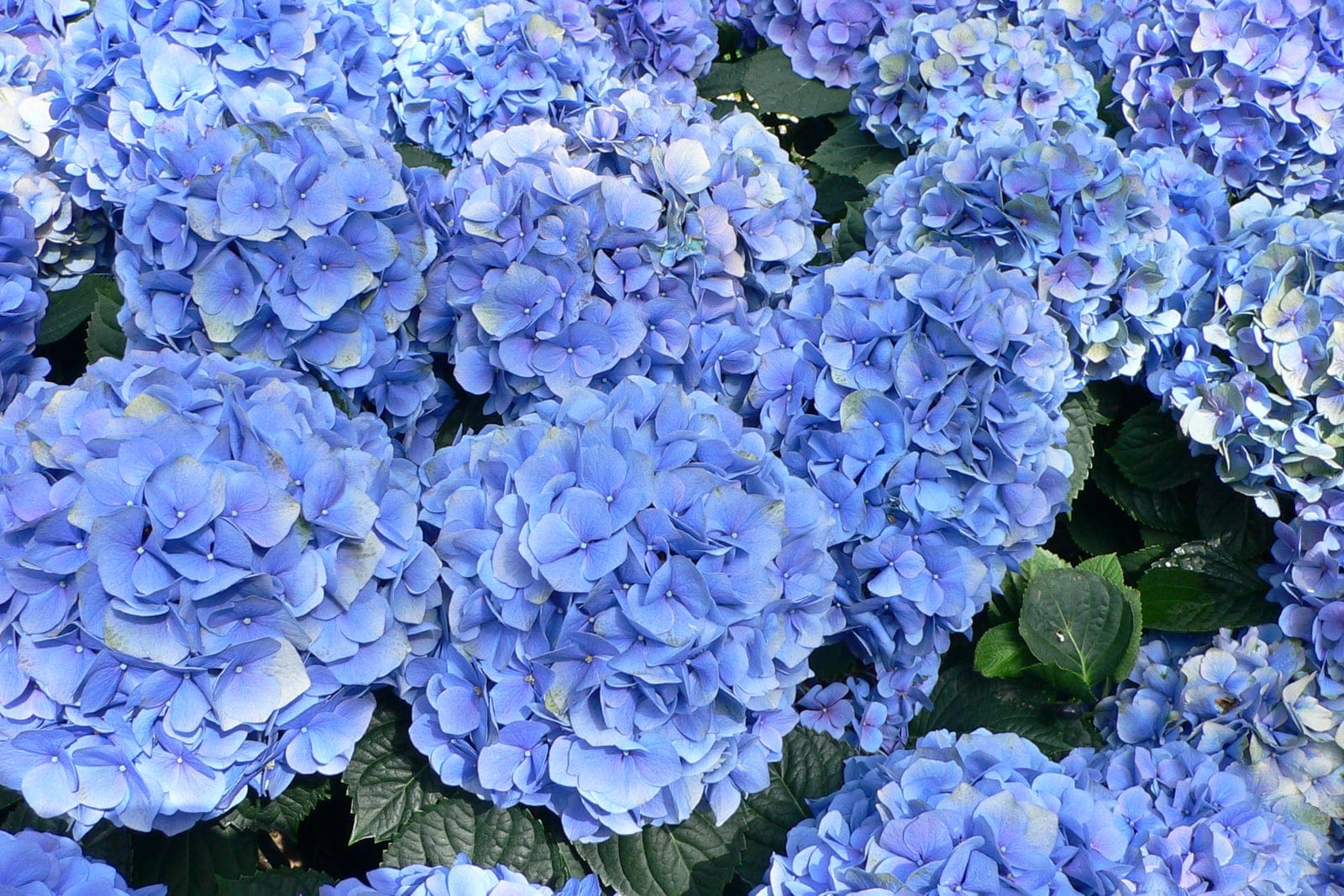 Bigleaf hydrangea (Hydrangea macrophylla) in flower: a deciduous shrub bearing large rounded mop-head clusters of pink or blue (soil-pH-dependent) four-petaled florets above broad toothed green leaves.