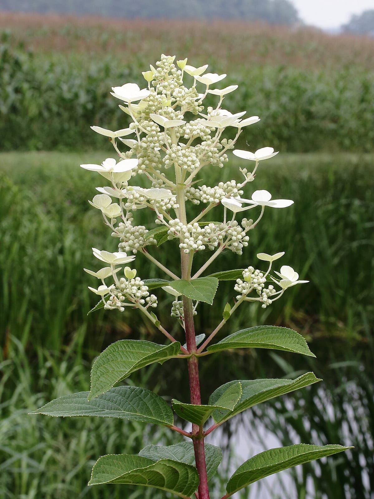 Hortensia paniculada (Hydrangea paniculata) - panícula floral cónica y erguida, vistosas flores estériles blancas + diminutos botones fértiles, tallo rojizo, hojas opuestas y dentadas.