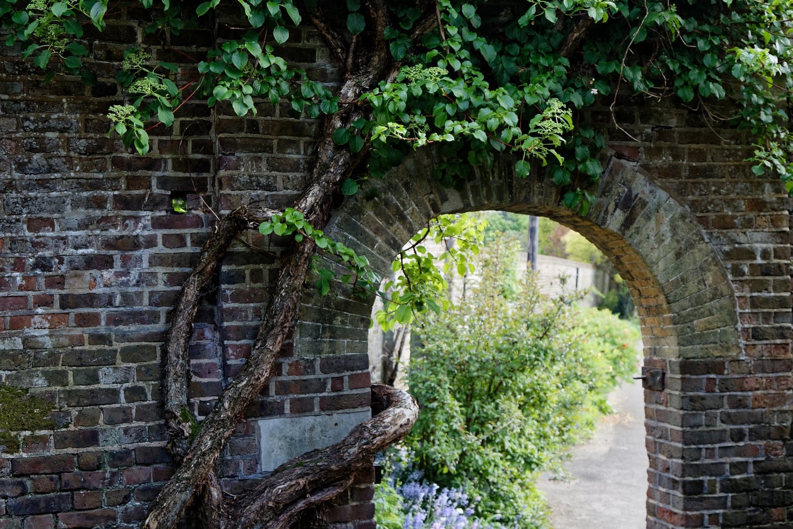 Hortensia trepadora cubriendo un muro de piedra en el jardín de Myddelton House, Enfield, Londres, con inflorescencias blancas aplanadas y un follaje verde denso.