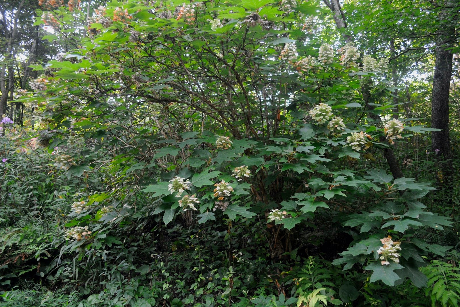 A mature oakleaf hydrangea (Hydrangea quercifolia) in flower - a broad, mounded multi-stemmed shrub studded with upright white panicles above coarse, deeply lobed oak-shaped leaves.