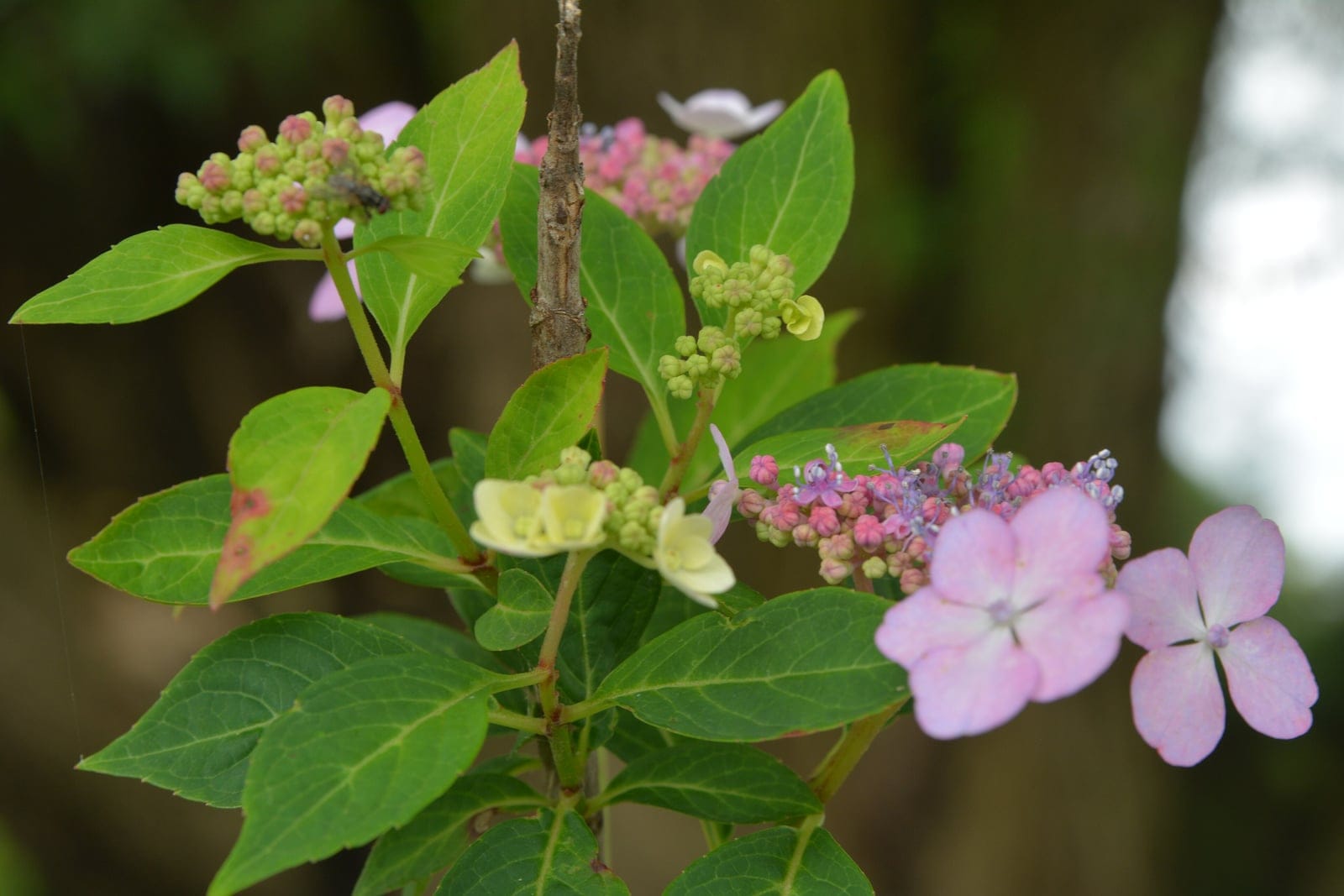 Mountain hydrangea (Hydrangea serrata) lacecap flowerhead showing a ring of large showy sterile florets surrounding a central cluster of small fertile flowers, in soft blue-pink tones above serrated green leaves.