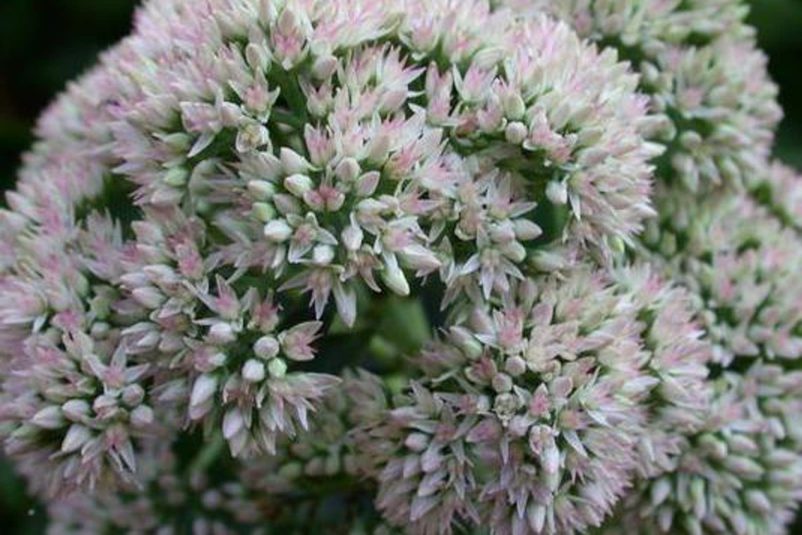 Autumn-joy stonecrop (Hylotelephium 'Herbstfreude') showing a large, flattened cyme of tiny star-shaped rose-pink flowers and pale buds.
