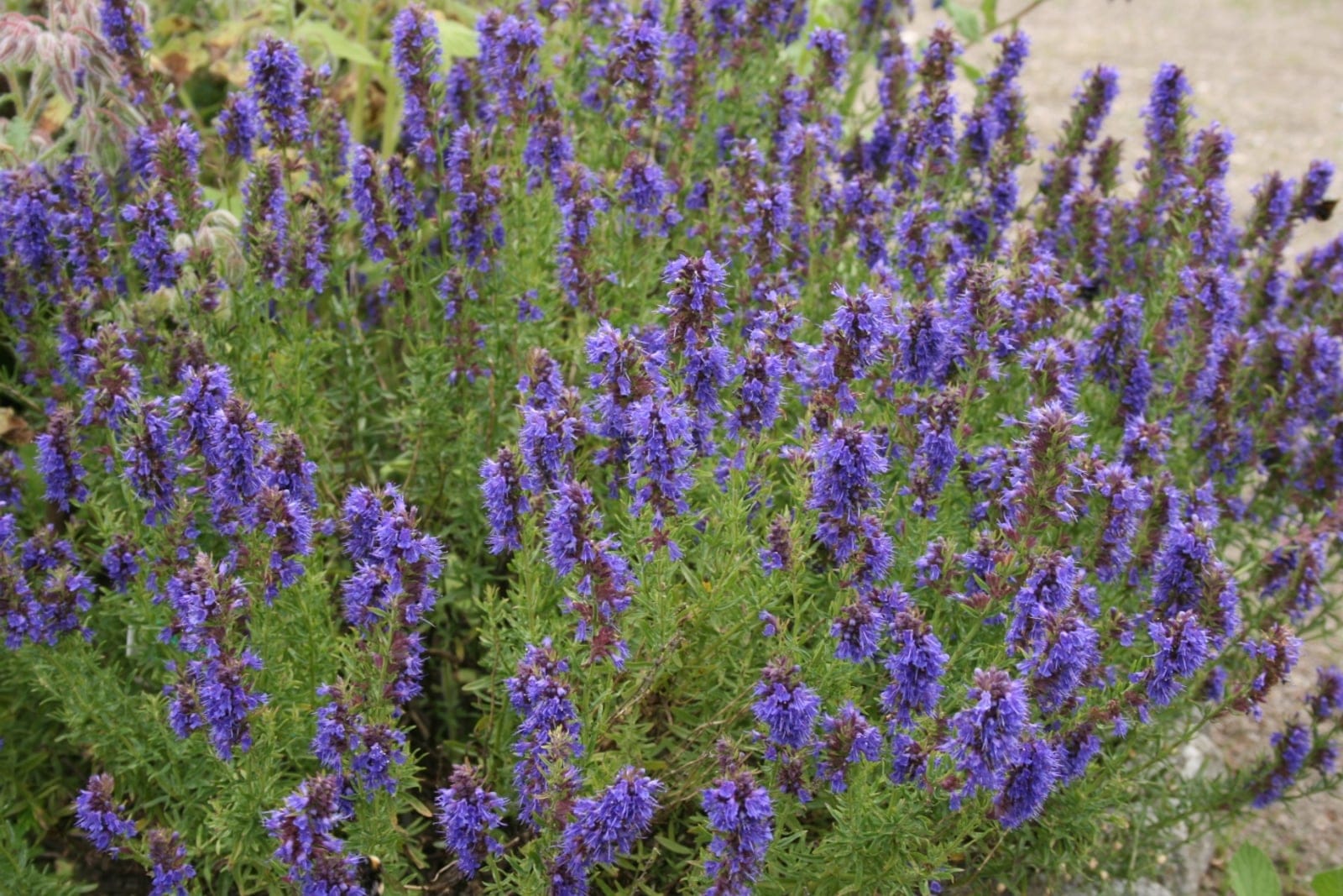 Hisopo (Hyssopus officinalis) - espigas densas y erectas de flores bilabiadas de color azul violeta intenso, hojas lineares estrechas de color verde oscuro sobre numerosos tallos delgados y semileñosos, porte de hierba compacta, arbustiva y cespitosa en un arriate de jardín.