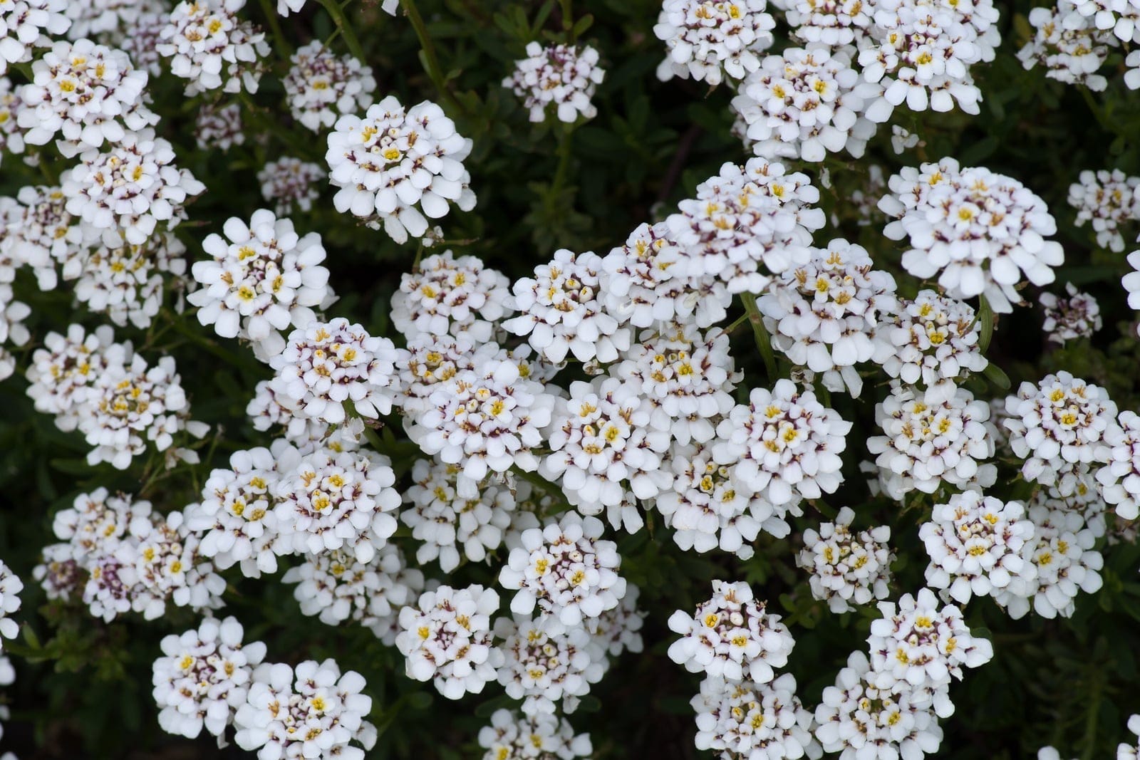 Perennial candytuft (Iberis sempervirens) in flower at Kew Gardens, showing a dense spreading mat covered in pure white flower clusters against green foliage.