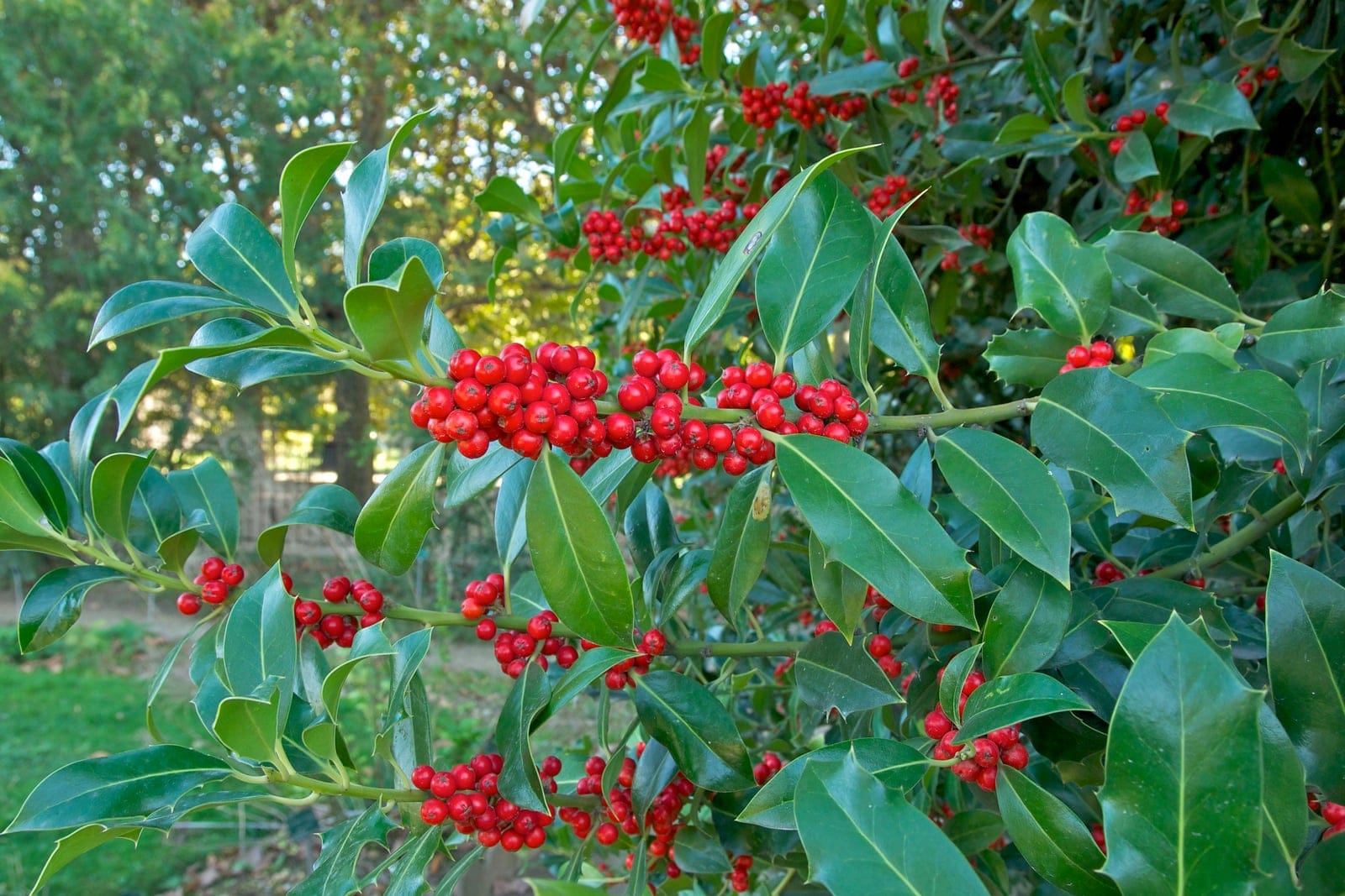 English holly branch with glossy spiny leaves and clusters of bright red berries, photographed at Jardin des Plantes, Paris