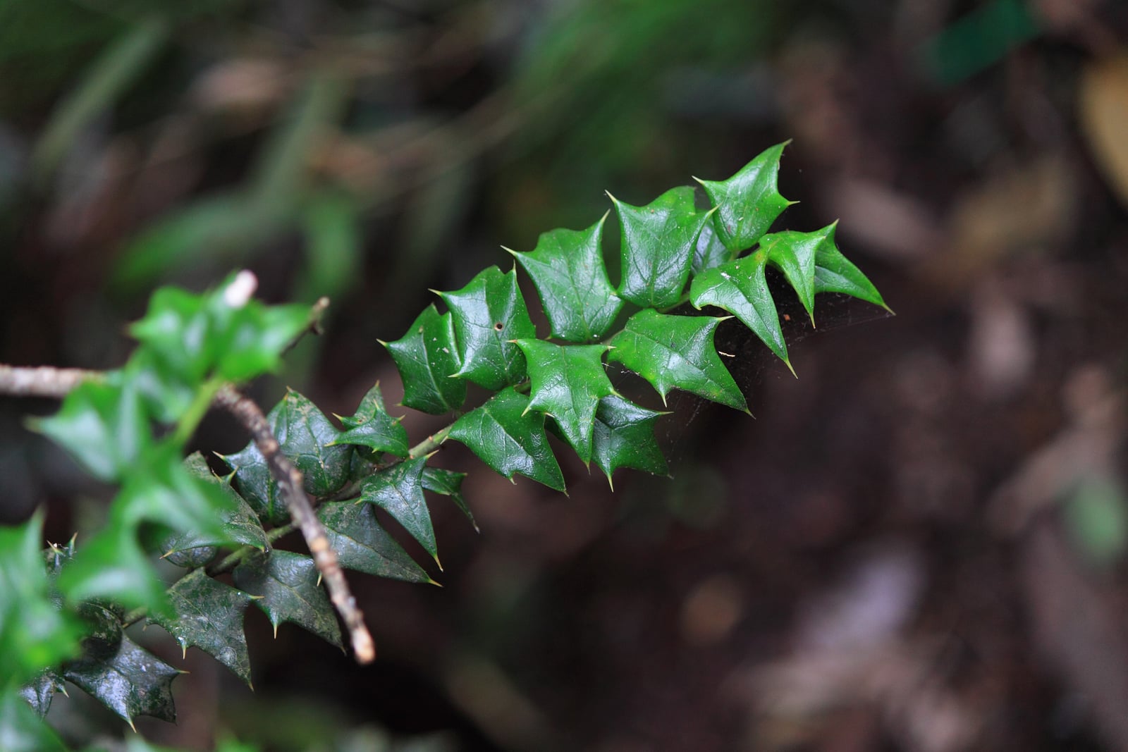 A wild Chinese holly (Ilex cornuta) branch photographed on Mount Sanqing in China, its thick glossy dark green leaves almost rectangular in outline, each with a stiff spine projecting from every corner and a downturned spine at the blunt tip. The forest floor behind is dark and out of focus.