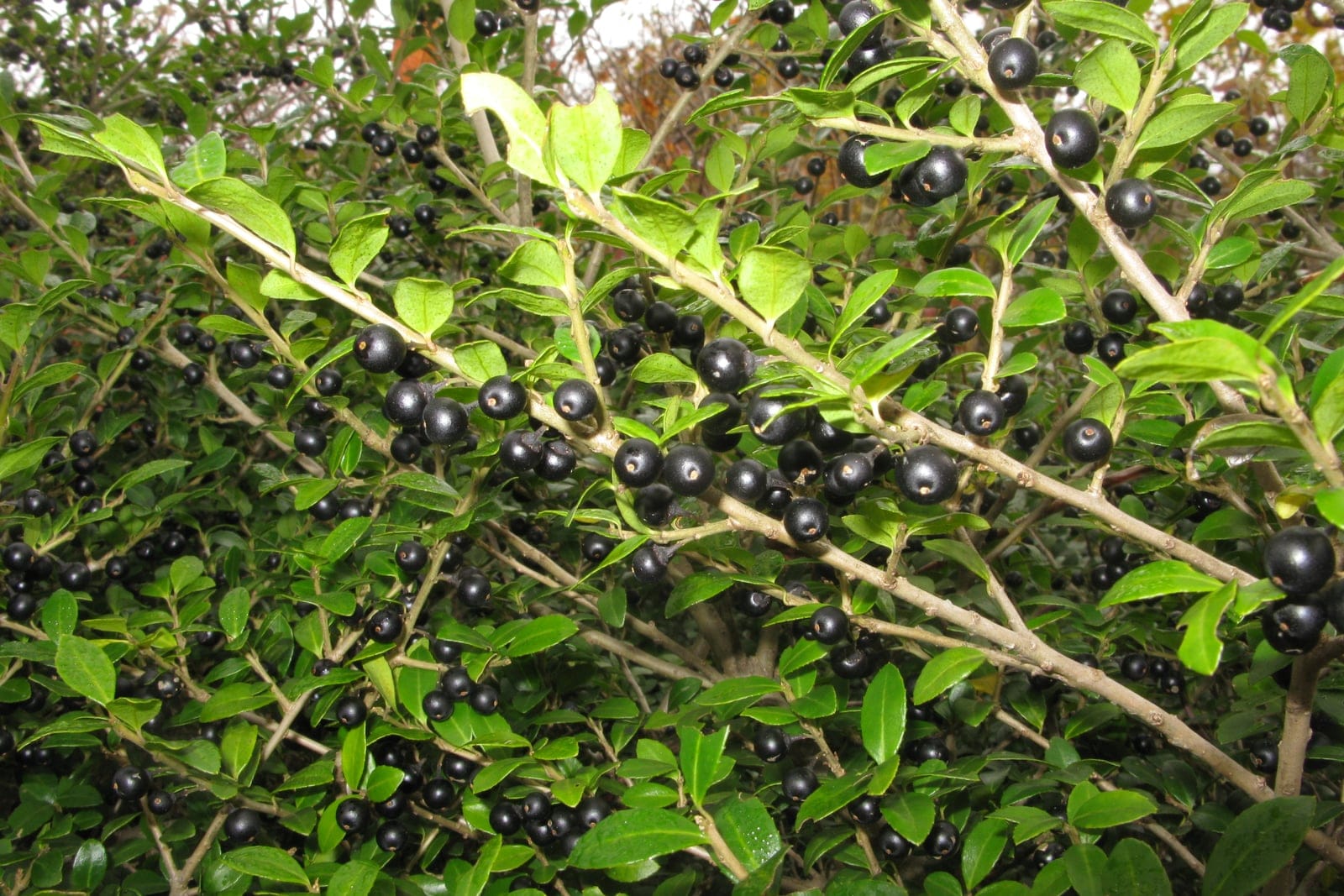 Japanese holly (Ilex crenata) showing small crenate dark-green leaves and abundant glossy black berries.
