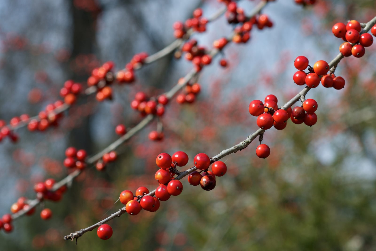 Bare grey twigs of possumhaw (Ilex decidua) crossing the frame against a pale winter sky, densely studded along their length with glossy orange-red berries in tight clusters. There is not a single leaf on the plant; more fruited branches recede softly out of focus behind.