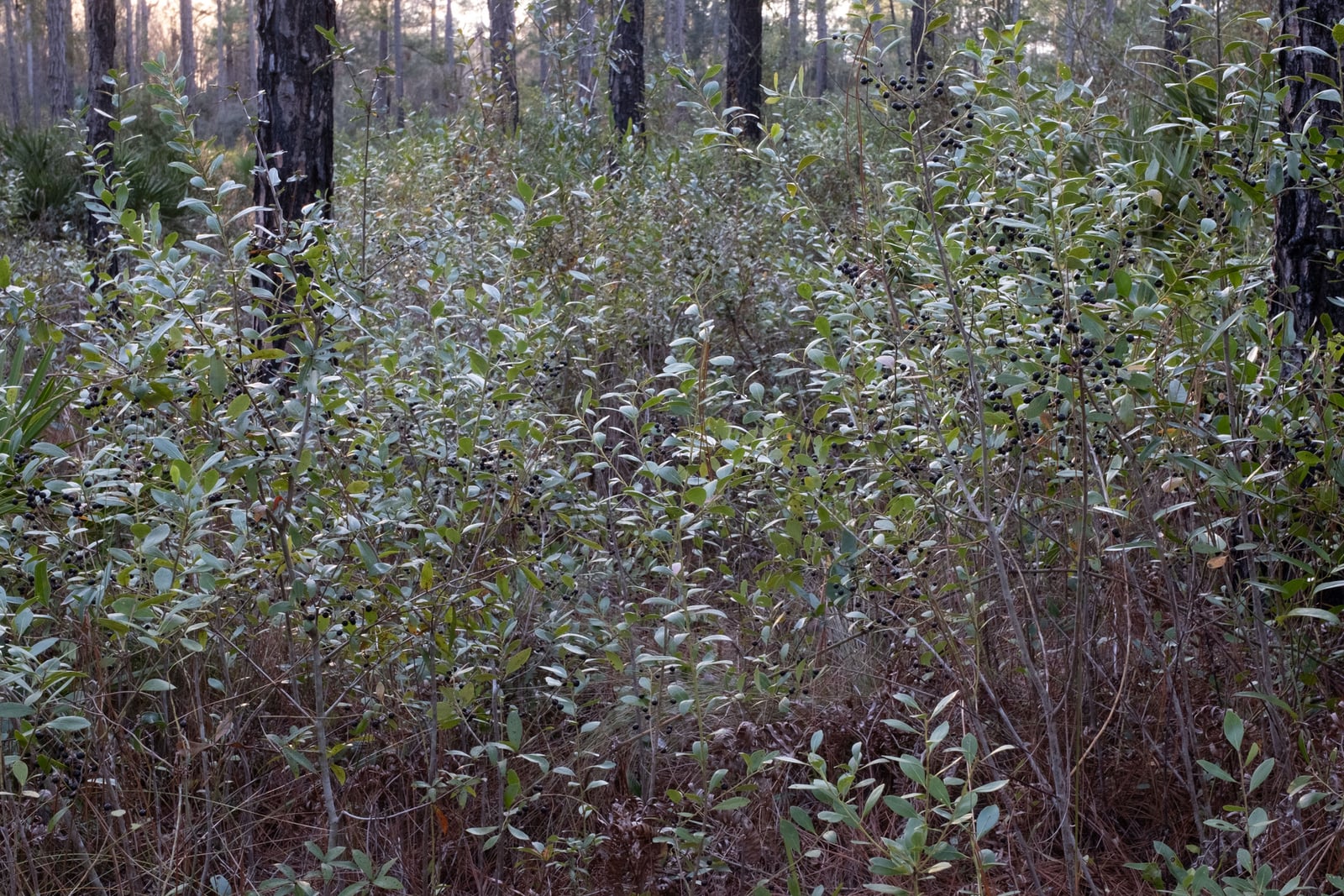 Una colonia silvestre de acebo de tinta (Ilex glabra) que llena el encuadre en un pinar llano y abierto, con numerosos tallos grises y delgados que llevan hojas pequeñas, lustrosas, de margen entero y de un verde azulado, y cosechas abundantes de bayas negro azabache del tamaño de un guisante. Detrás se alzan troncos de pino ennegrecidos por el fuego y una fronda de palmito de sierra, sobre un suelo de hierba de alambre parda y acículas caídas.