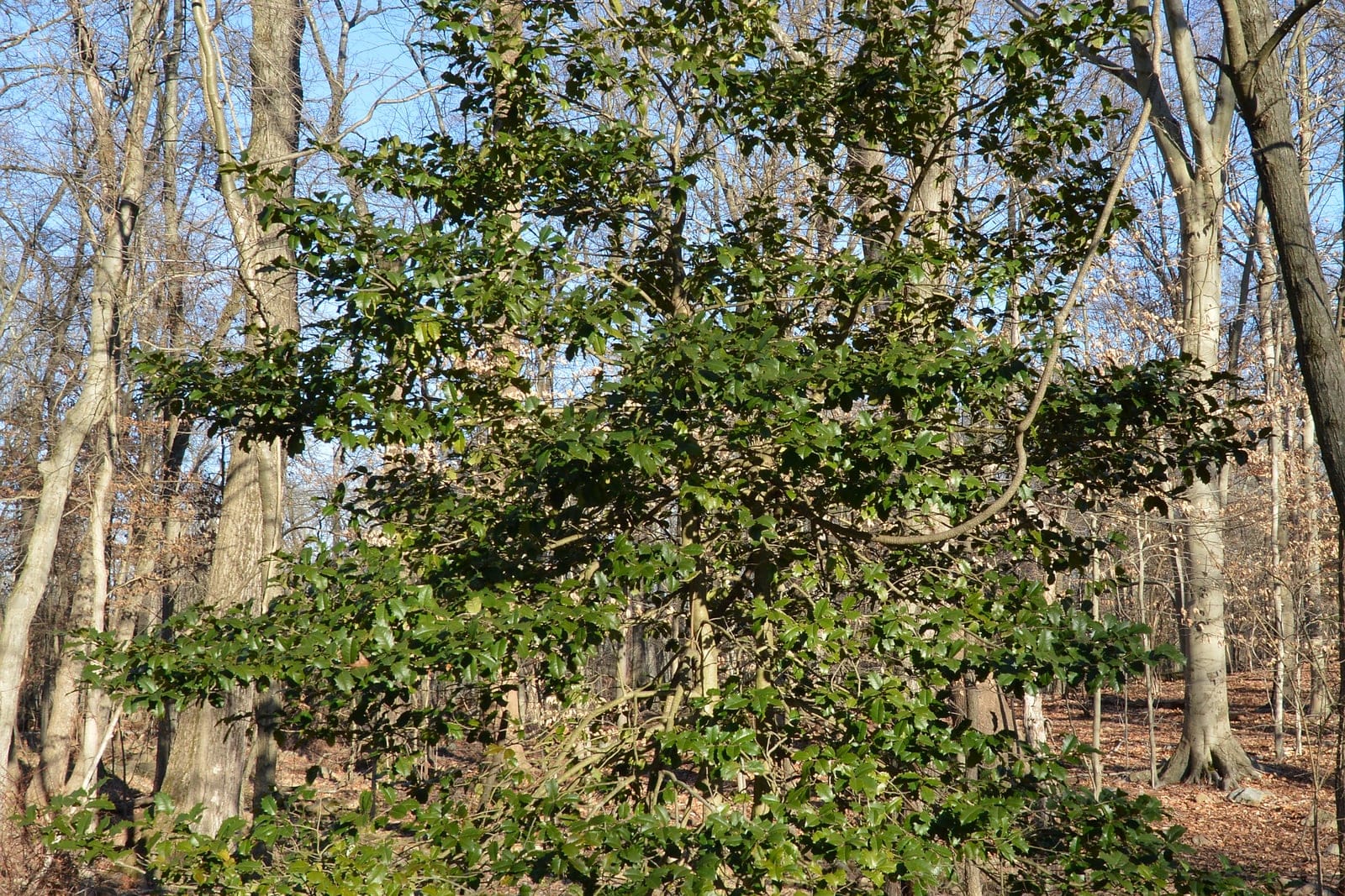 American holly (Ilex opaca) growing as an upright, pyramidal evergreen tree holding dense dark-green foliage in winter against bare deciduous woodland.