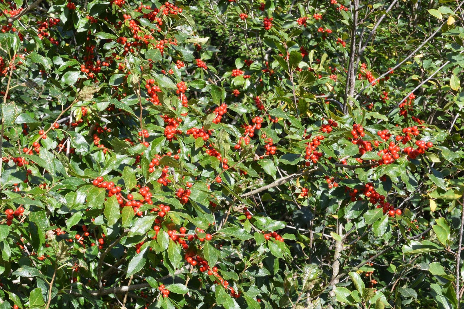 An in-leaf winterberry (Ilex verticillata) shrub in early fall, its green serrate foliage studded with abundant red drupes clustered along the stems.