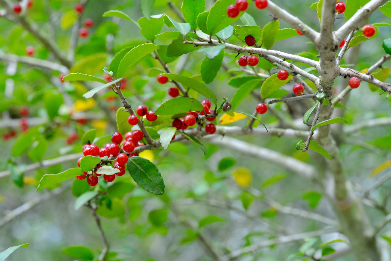 Um ramo de yaupon (Ilex vomitoria) em fruto, com raminhos cinza-claros carregados de abundantes bagas pequenas, lustrosas e de um vermelho translúcido entre folhas coriáceas verde-escuras de mal uma inch de comprimento e bordas finamente serrilhadas. A ramificação fina e ramulosa do arbusto recua suavemente desfocada ao fundo.