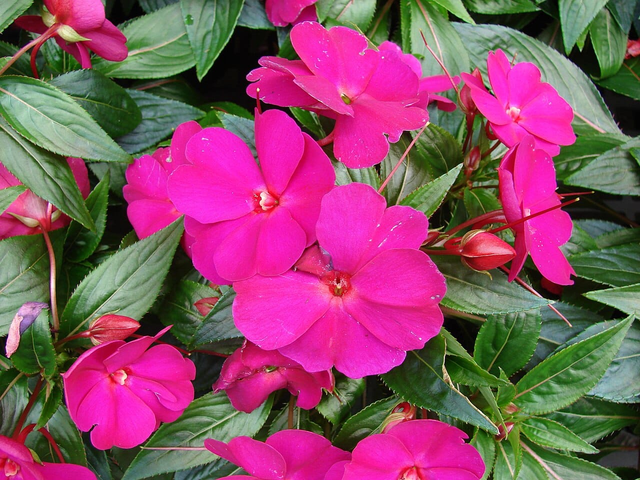 New Guinea impatiens (Impatiens hawkeri) - vivid magenta-pink five-petaled flowers, bronze-tinted serrated lance-shaped leaves, mounding habit, flat-faced blooms with a slender spur.