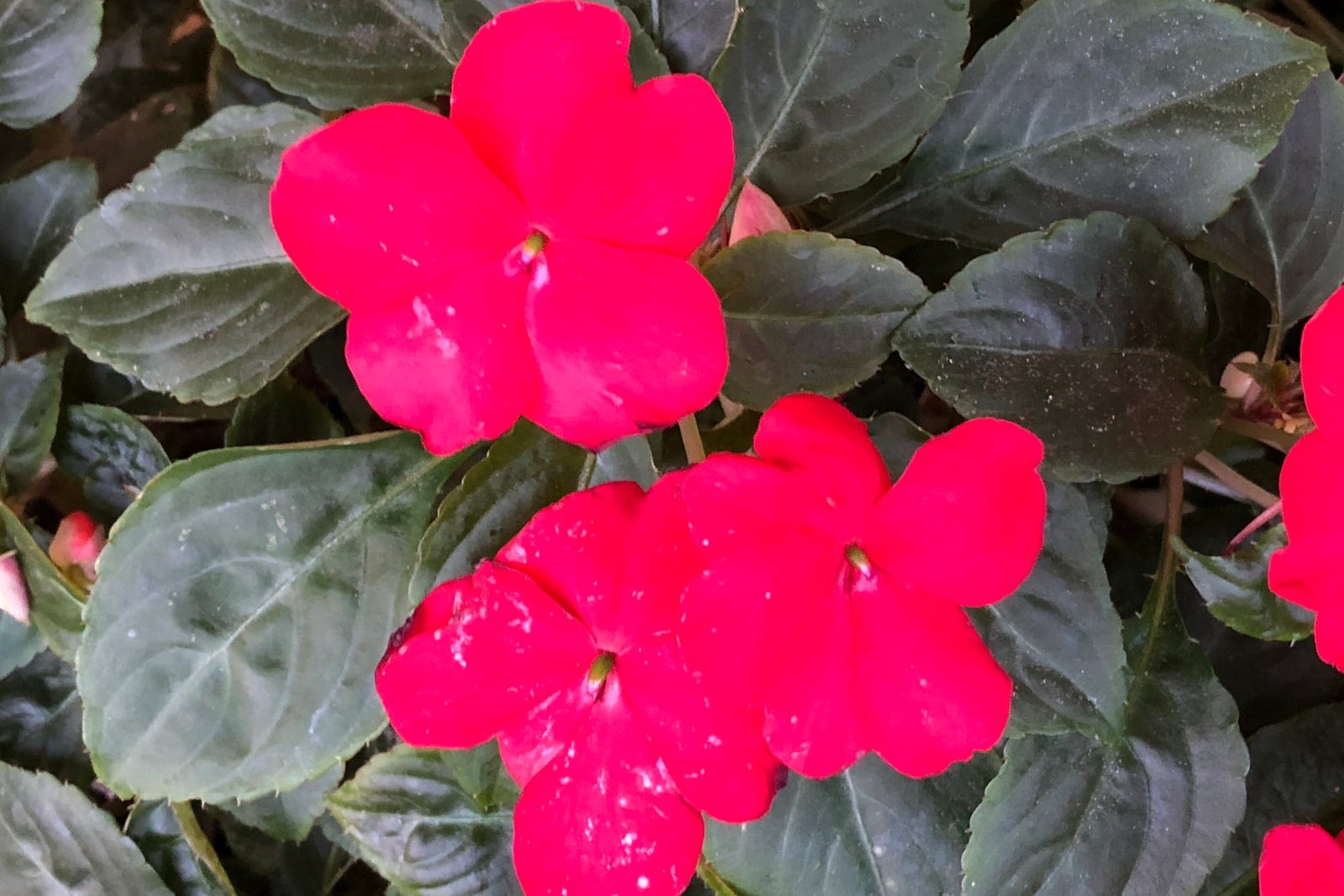 Impatiens walleriana with red flowers showing the flat, five-petaled bloom and a slender nectar spur above ovate dark-green leaves.