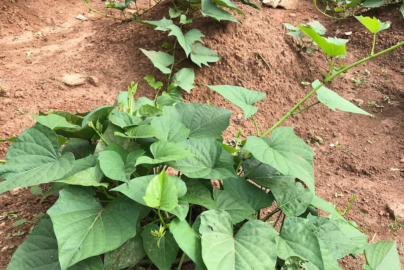Sweet potato (Ipomoea batatas) vine trailing across a mounded field bed, showing heart-shaped and lobed green leaves on stems that root at the nodes.