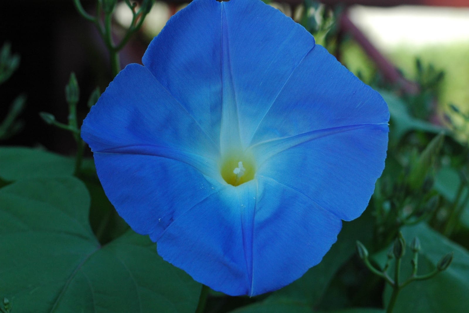 Morning glory (Ipomoea tricolor) showing a single azure-blue trumpet flower with a white-to-yellow star-shaped throat against heart-shaped foliage.