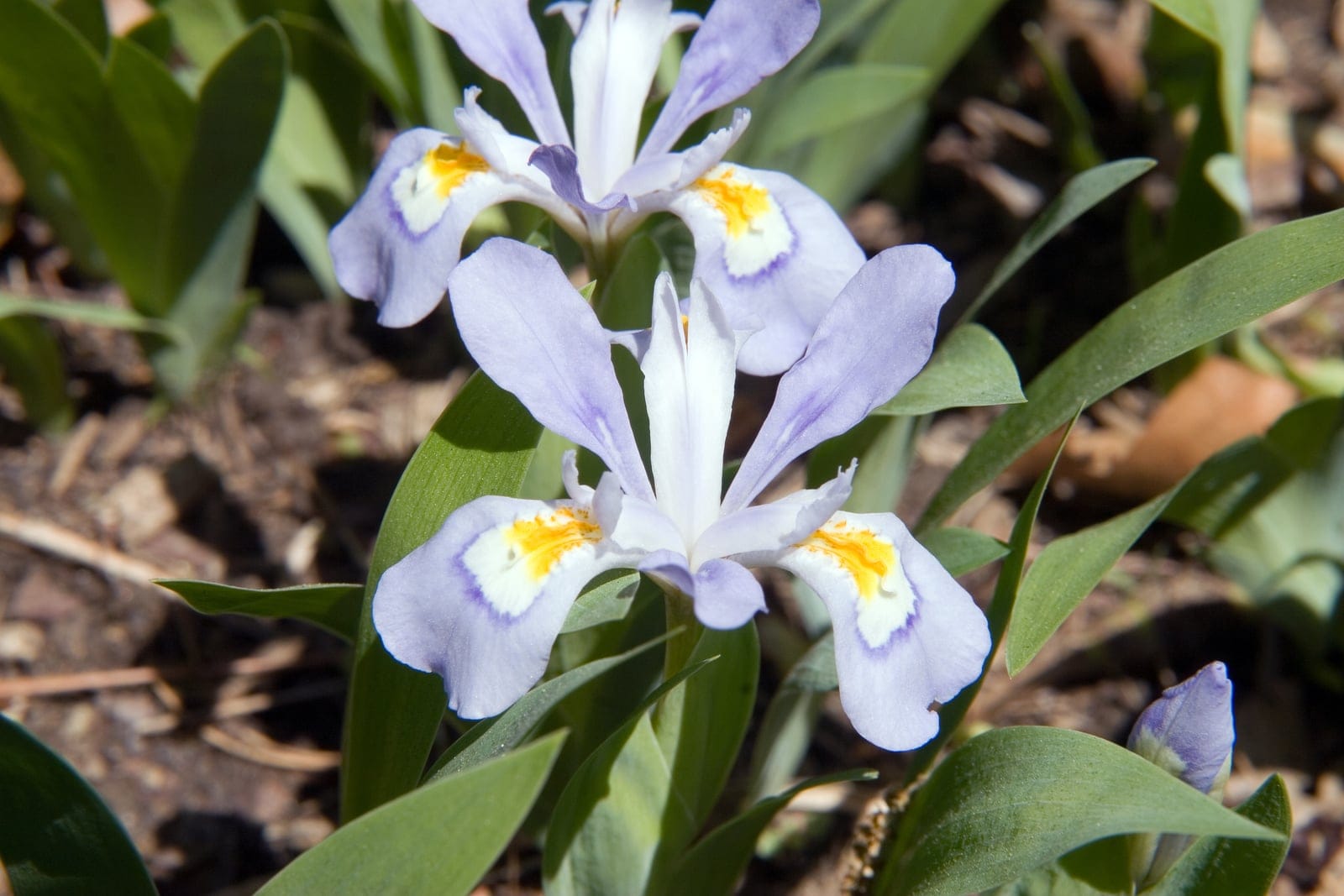 Iris crestado enano (Iris cristata) que muestra una alfombra baja de follaje + flores de color azul claro con crestas de color blanco amarillento.