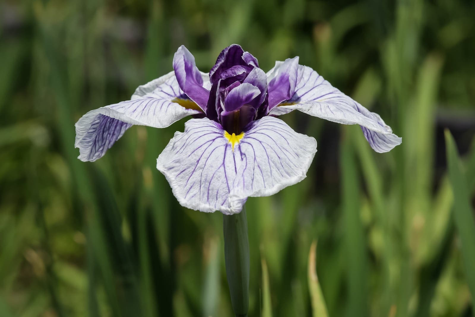 Iris ensata 'Edo-nishiki' flower in full bloom, showing pale blue falls with purple veining