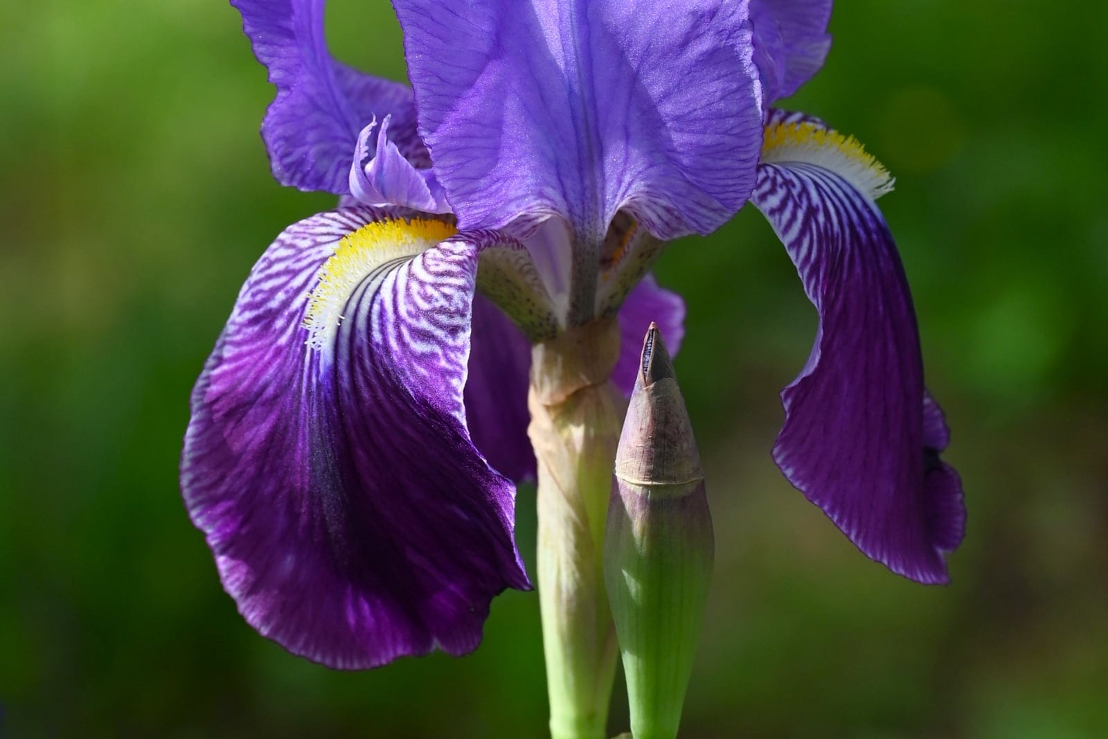 Bearded iris (Iris germanica) single flower showing three erect lilac-purple standards above three pendant purple falls with a yellow beard, on a green background.