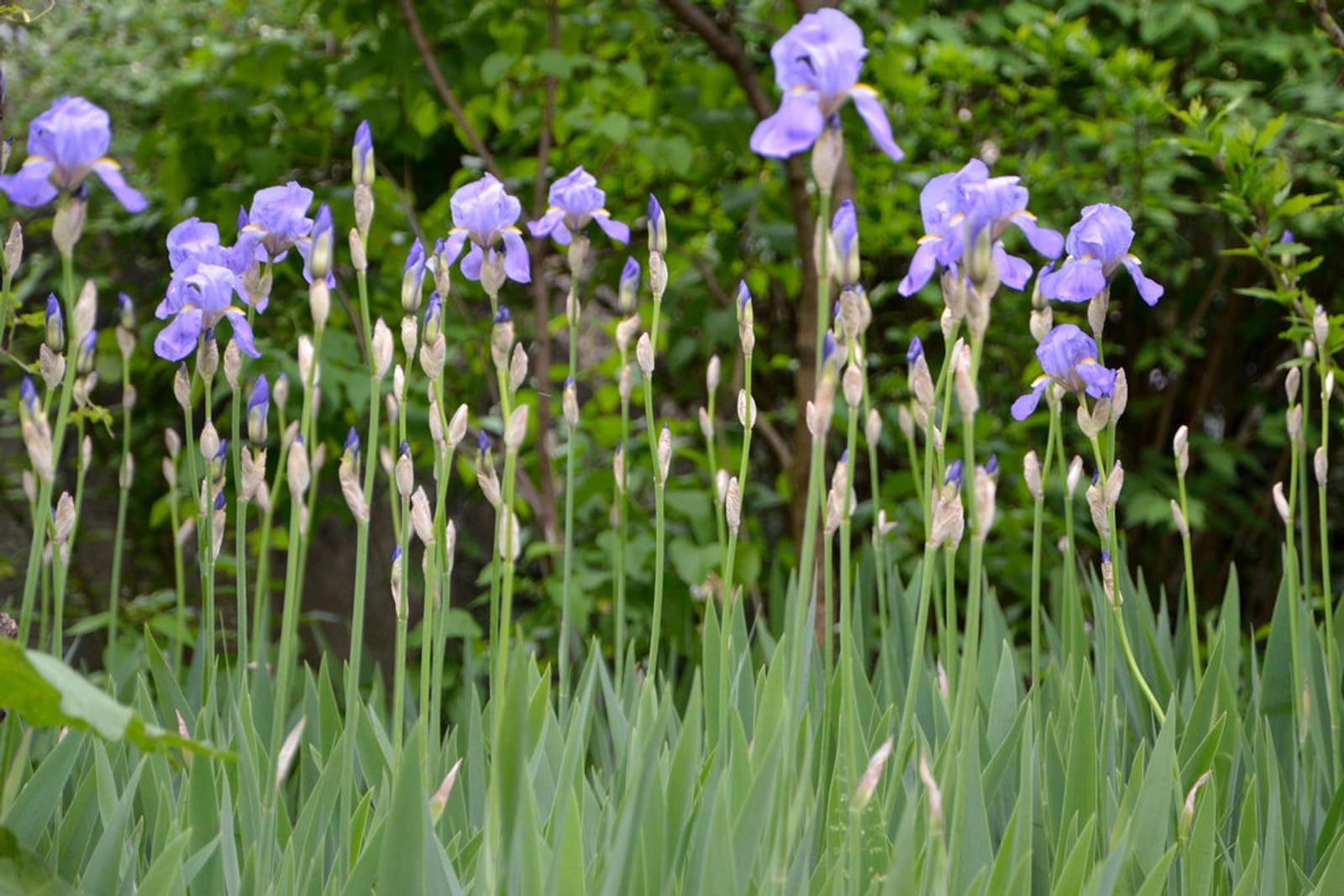 Una mata ancha de lirio oloroso (Iris pallida) en flor al borde de un macizo, con muchos tallos erguidos que llevan flores barbadas de un azul lavanda pálido por encima de una masa densa de hojas anchas, rígidas y ensiformes de color gris verdoso. Numerosos capullos gruesos siguen envueltos en espatas papiráceas de un blanco plateado. Detrás se alza una masa de arbustos oscuros.