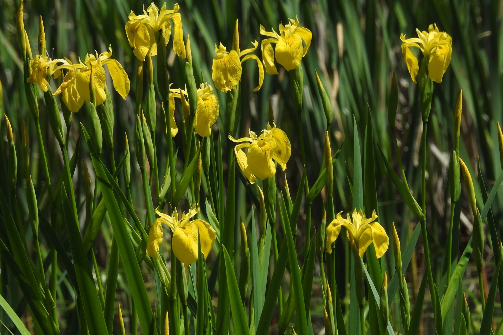 Una masa densa de lirio amarillo (Iris pseudacorus) en plena floración en la orilla del agua, con una docena o más de flores de un amarillo intenso sobre tallos altos que se alzan desde una espesura de hojas erguidas en forma de espada. Las grandes caídas colgantes llevan un tenue veteado pardo cerca de la garganta; muchos capullos en forma de lanza están aún por abrir. Las hojas desplazan a todo lo demás en el encuadre.