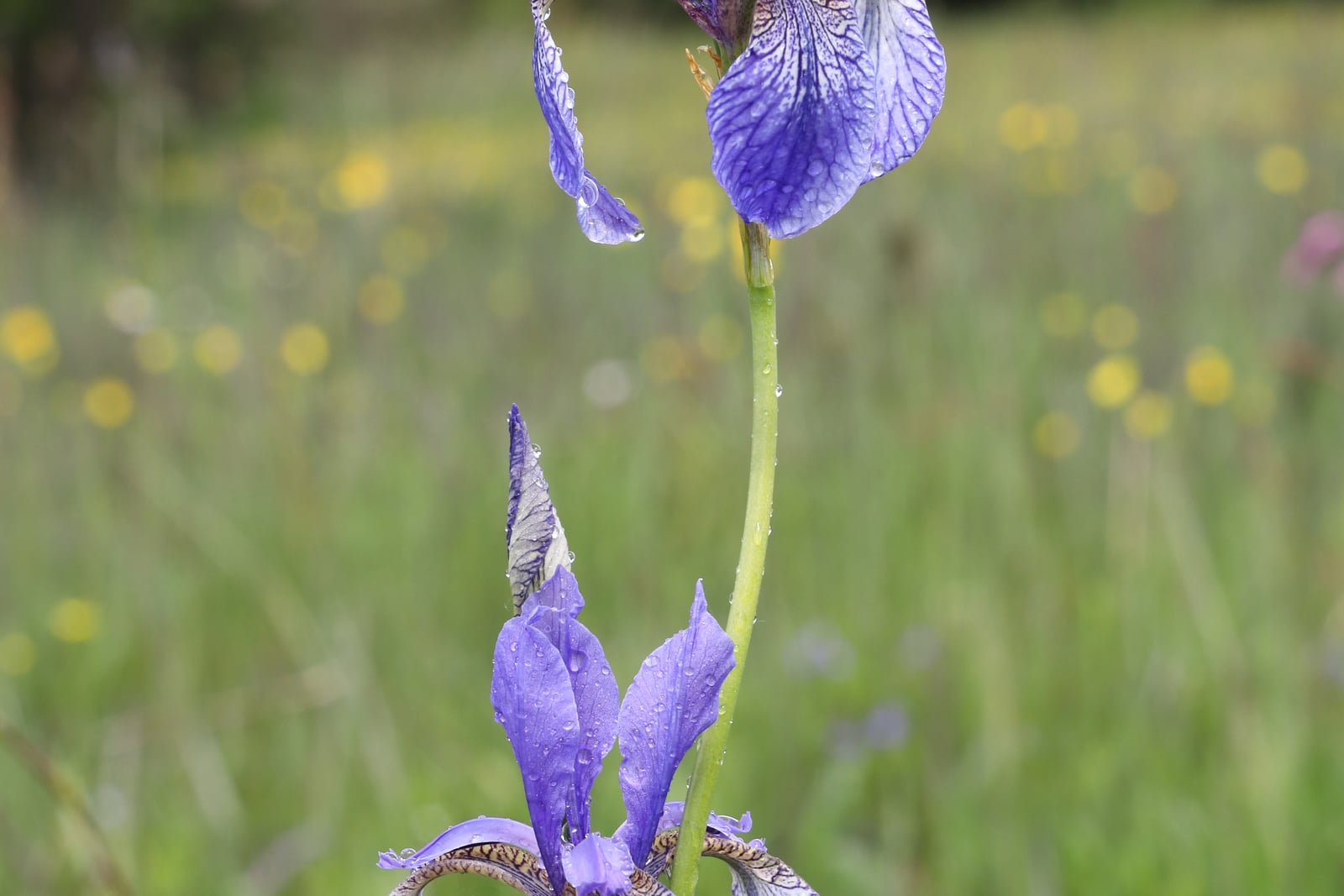 A Siberian iris (Iris sibirica) in a damp meadow, its slender green stem carrying one open violet-blue flower low in the frame and a second above, both beaded with rain. The falls are netted with fine dark veining over a pale gold and white signal; a narrow pointed bud stands alongside. Yellow meadow flowers blur into the background.