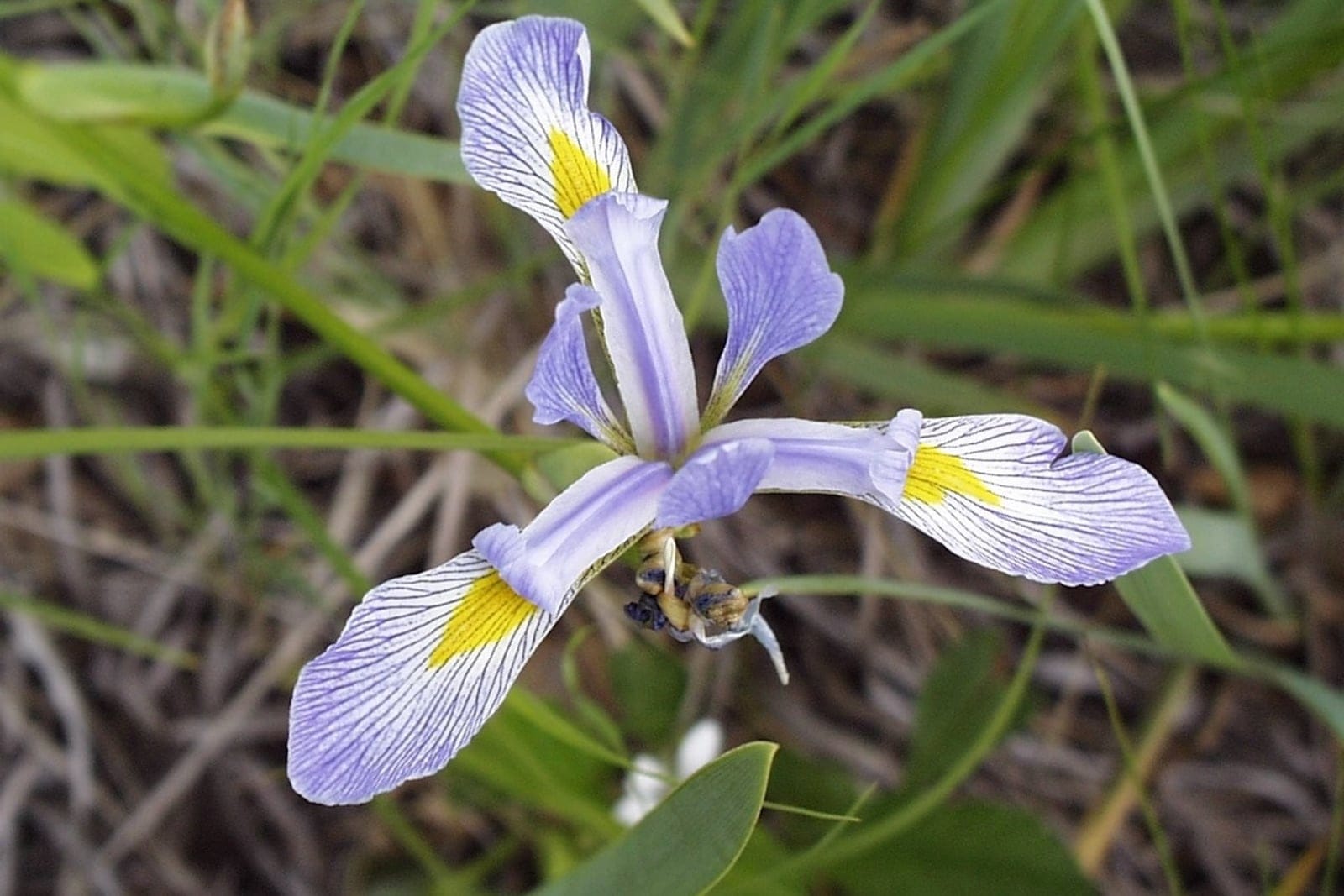 Blue flag iris (Iris versicolor) showing violet-blue flowers with yellow + white throat markings.