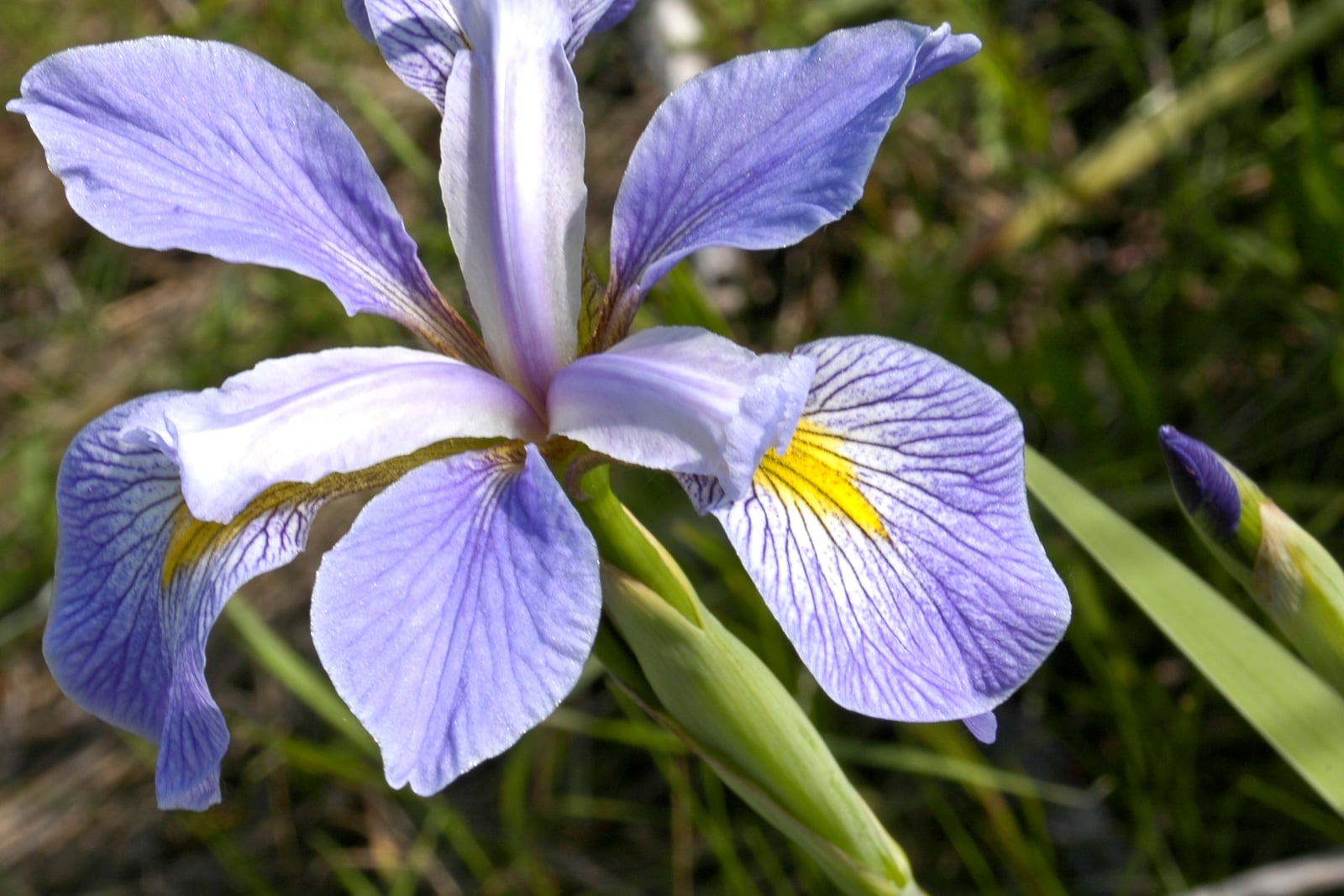Una única flor de iris de Virginia (Iris virginica) vista de cerca: tres sépalos externos anchos de un lavanda pálido que se abren hacia fuera, cada uno finamente venado de púrpura intenso y con una mancha señal de amarillo vivo en la base, y por encima unos pétalos erguidos más estrechos y más pálidos. Los sépalos no llevan barba. Detrás, una hoja en forma de espada y un capullo grueso se recortan sobre la hierba de un prado húmedo.