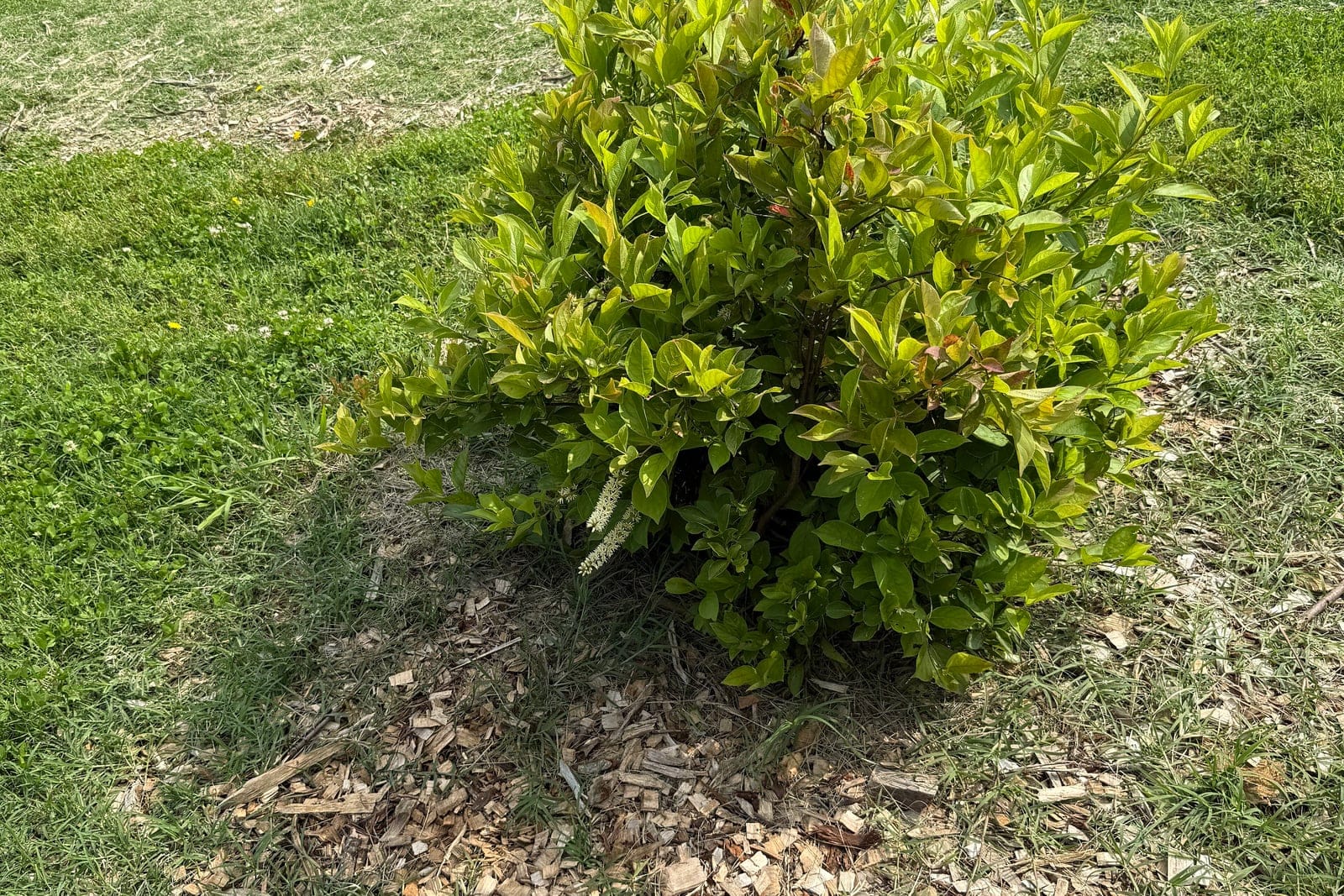 Itéa de Virginie (Itea virginica), arbuste arrondi en dôme au feuillage estival, montrant le port dense et drageonnant de la plante entière.
