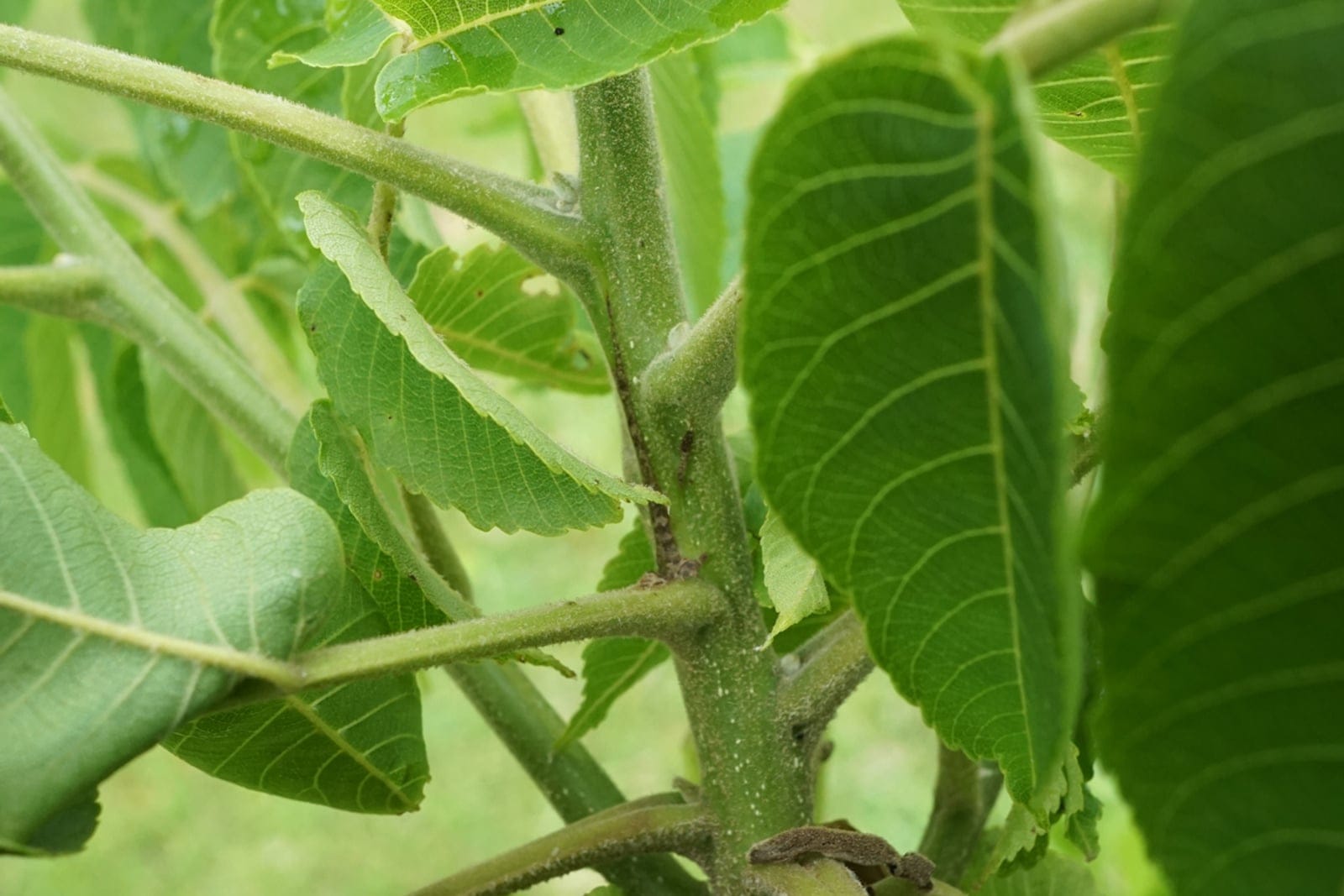 Black walnut (Juglans nigra) young shoot showing the pinnately compound leaves with finely toothed, taper-pointed leaflets.