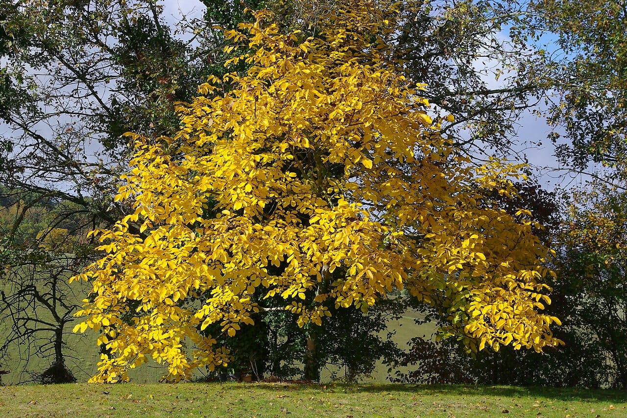 English walnut (Juglans regia) - rounded broadly spreading habit, golden-yellow fall color, large open-grown shade tree, pinnate foliage.