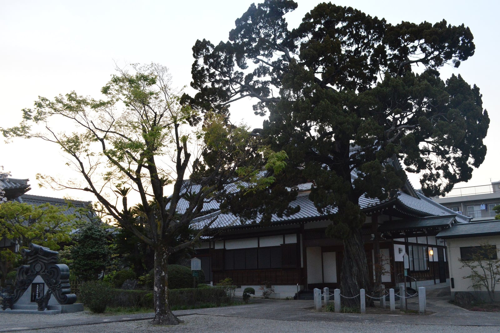 Un enebro chino (Juniperus chinensis) muy viejo junto a la sala de tejas de un templo en Japón, con su tronco masivo y acanalado alzándose desde una base vallada hasta pesadas ramas horizontales que portan amplias placas planas de follaje verde oscuro. El tejado del templo, los postes de piedra y un árbol caducifolio vecino establecen su tamaño.