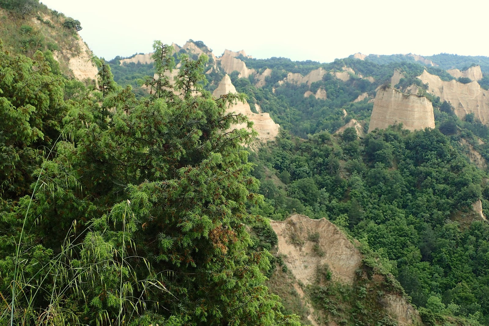 A large common juniper (Juniperus communis) shrub occupying the left of the frame on a steep slope, its spreading branches densely clothed in sharp, spreading, awl-shaped needles of grey-green with a pale band on the upper surface. Beyond it, eroded pale sandstone pinnacles rise out of green scrub-covered hillsides.