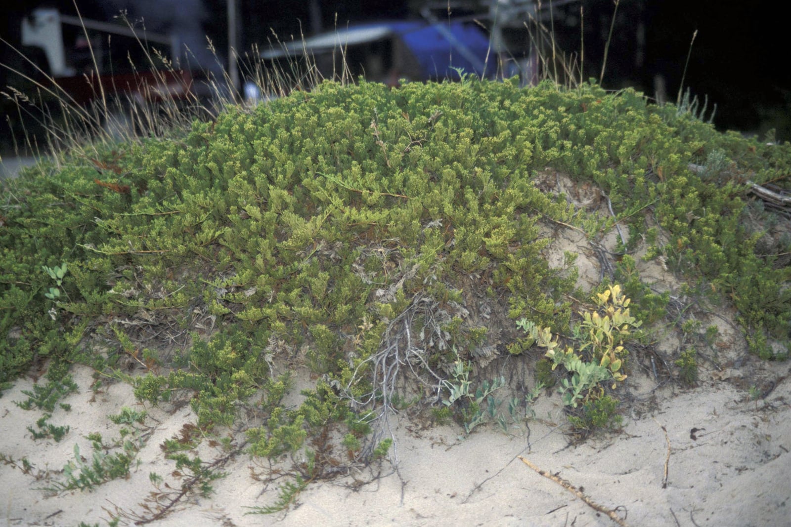 Un enebro rastrero (Juniperus horizontalis) que crece como un tapete bajo y denso sobre la cresta de una duna de arena, con sus ramas postradas irradiando hacia fuera y derramándose por la ladera de arena, en ningún punto más de un foot de alto aproximadamente. Un follaje fino y escuamiforme de color verde amarillento cubre el tapete; detrás se alzan gramíneas de duna.