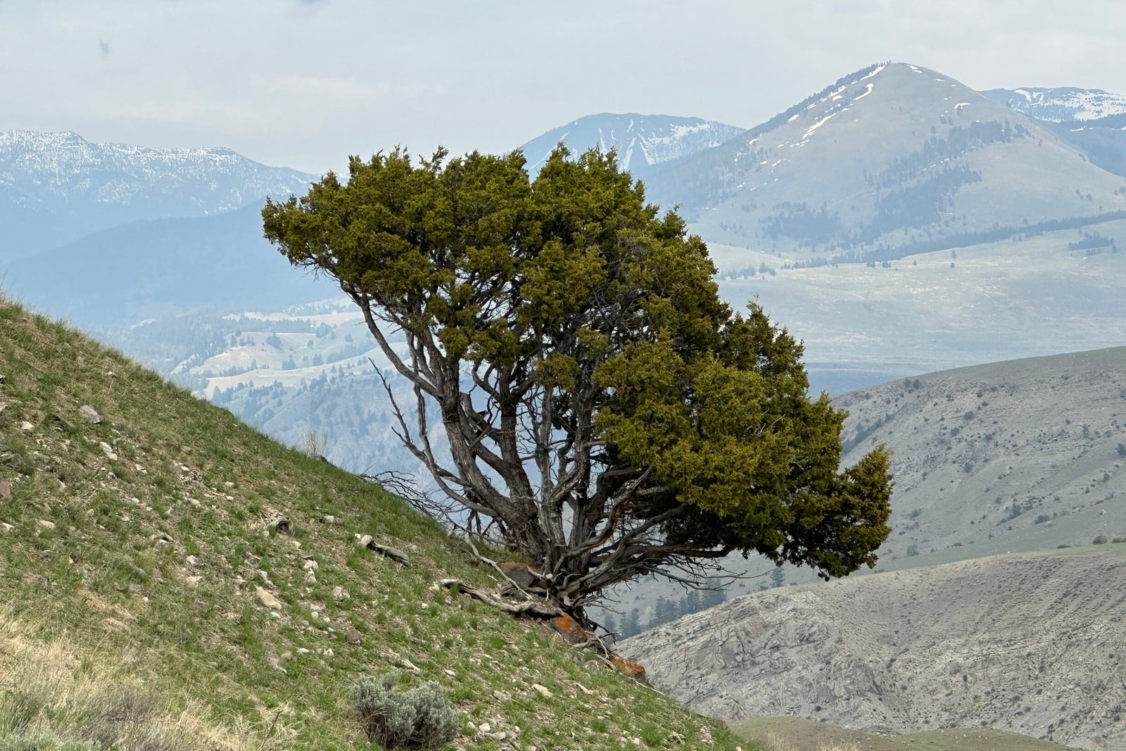 An old Rocky Mountain juniper (Juniperus scopulorum) standing alone on a steep grassy slope, its several grey weathered trunks twisting up from the ground into a dense wind-shaped crown of dark olive-green scale foliage that leans away to one side. Snow-streaked mountains and sagebrush rangeland fall away behind it.