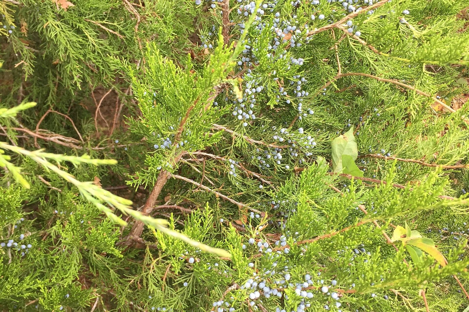 Ramo de junípero-da-virgínia (Juniperus virginiana) com folhagem verde densa e escamiforme salpicada de cones femininos azuis e pruinosos, semelhantes a bagas.