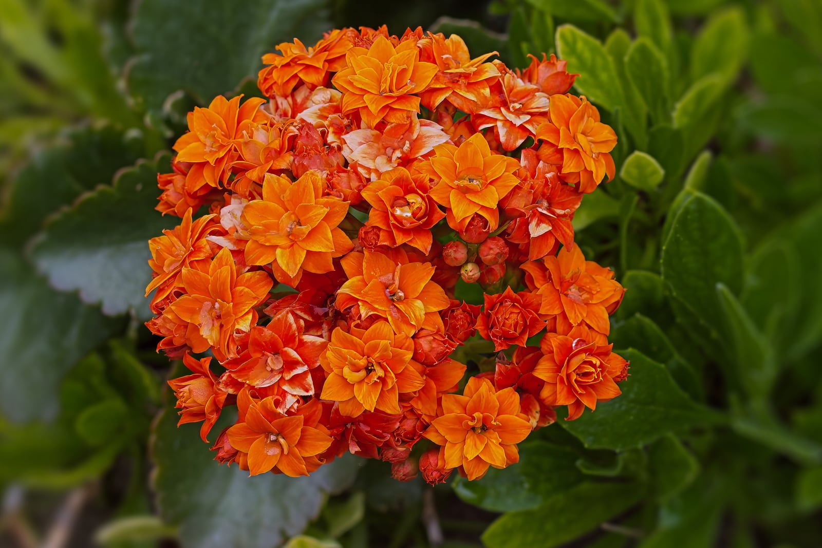 A rounded, tightly packed head of flaming kalanchoe (Kalanchoe blossfeldiana) flowers: dozens of small double flowers in bright orange, a few streaked with pale peach, with a cluster of round red-orange buds in the middle. Thick, dark green leaves with scalloped edges show behind it on the left, and paler green fleshy leaves fill the right.