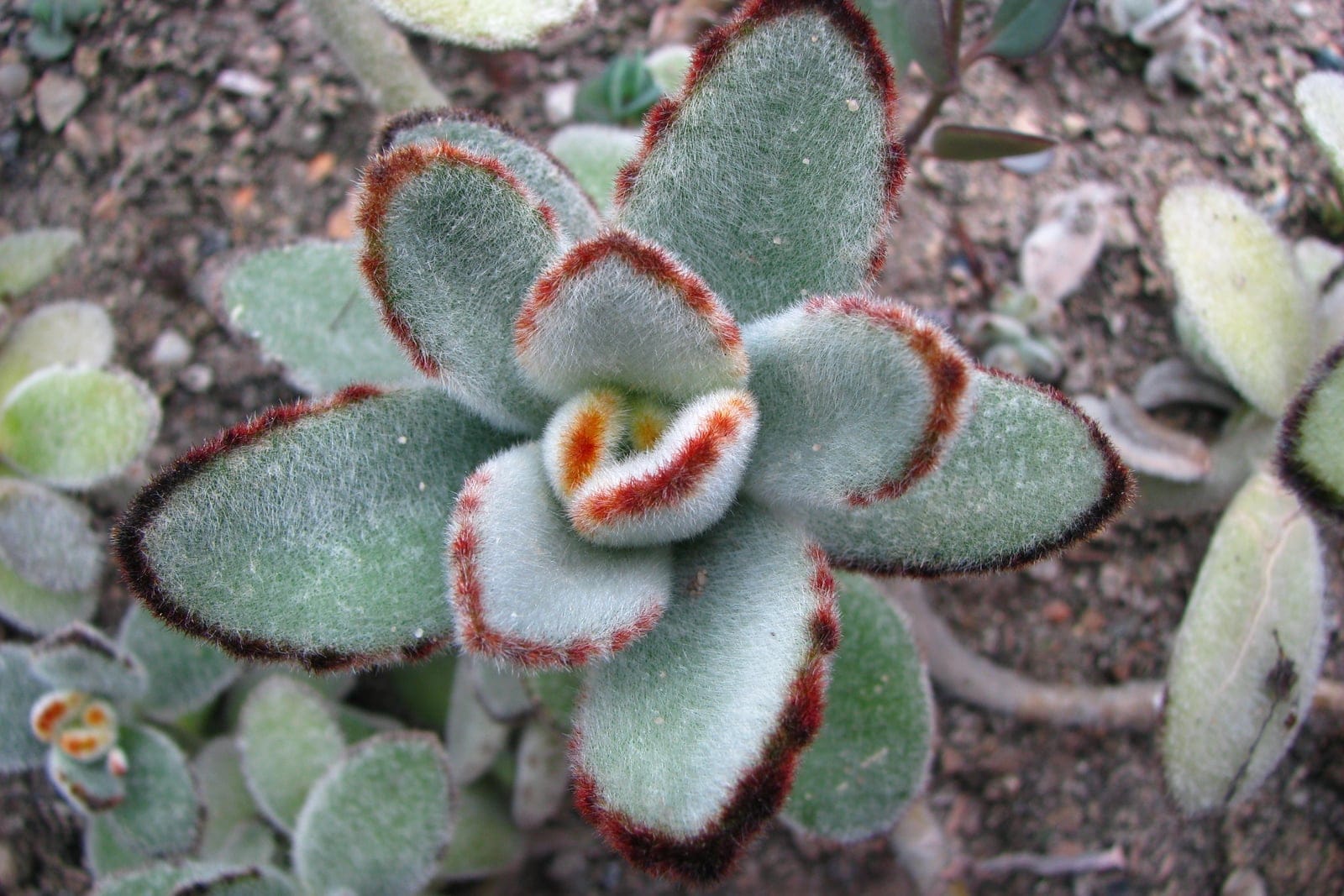 Close-up of Kalanchoe tomentosa showing silver-felted leaves with rusty-brown marginal spots at the tips, cultivated specimen at Wrocław University Botanical Garden