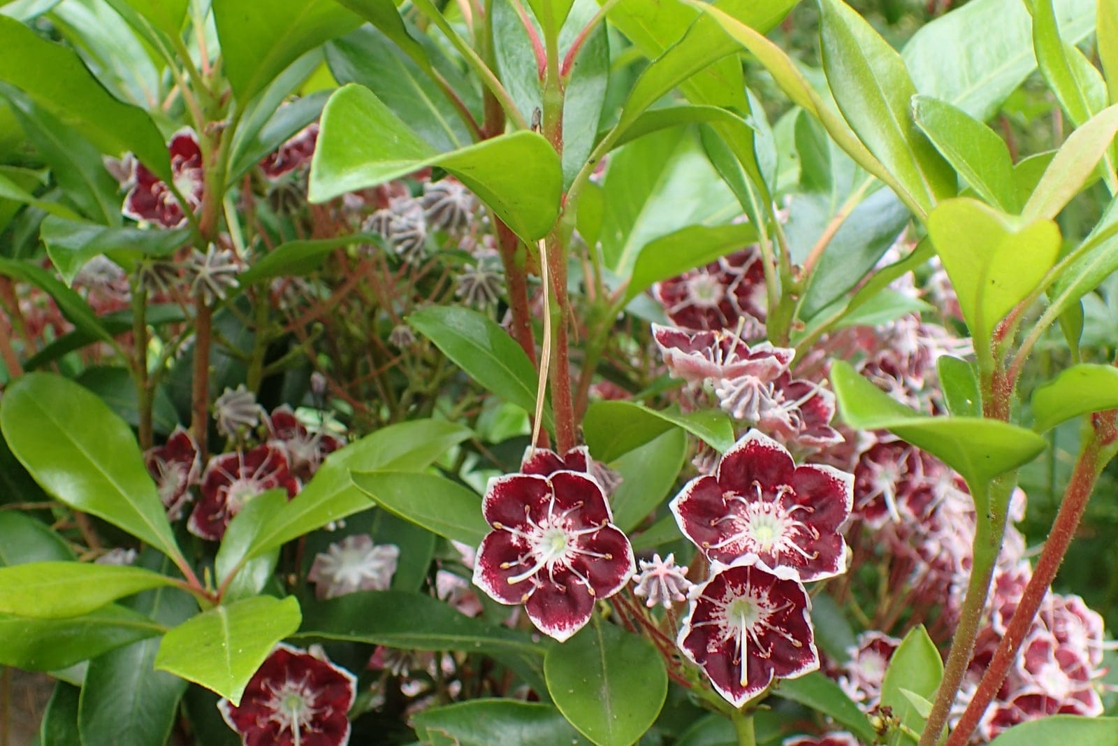 Mountain laurel (Kalmia latifolia) cultivar 'Tad' showing characteristic pink-and-white cup-shaped flowers in clusters.