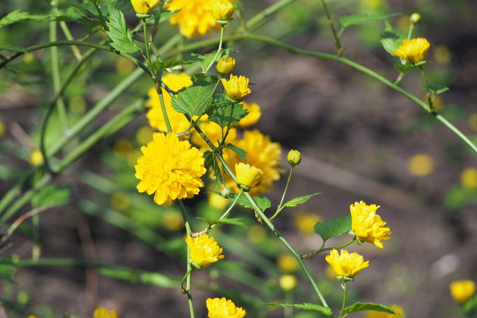 Kerria japonesa (Kerria japonica) - flores dobles en pompón de color amarillo dorado (la forma 'pleniflora'), tallos arqueados de un verde vivo intenso, hojas de un verde brillante con dientes doblemente aserrados en ramas floríferas delgadas.