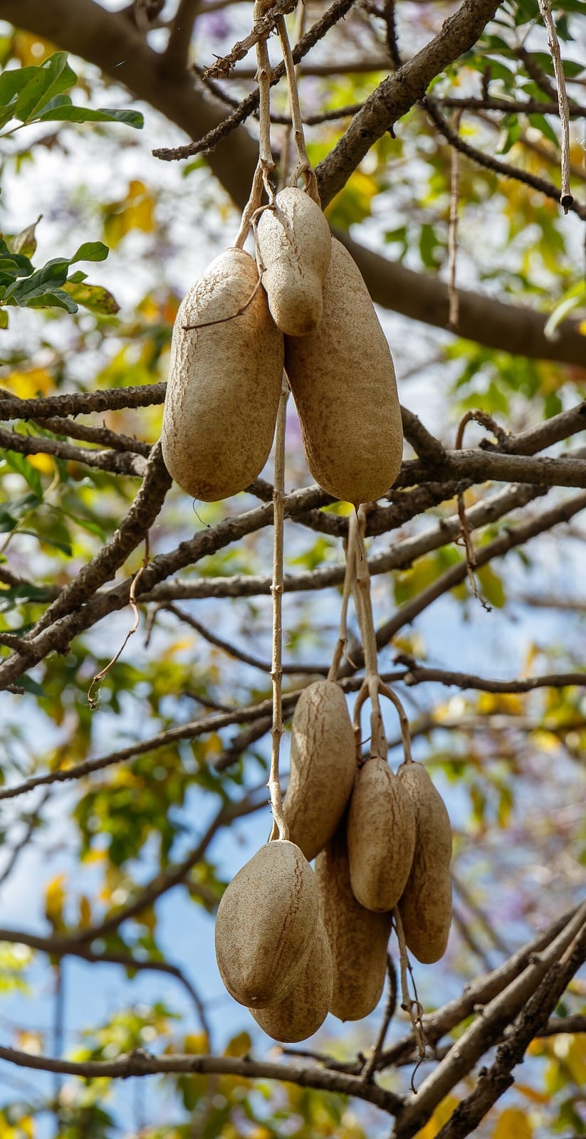 Sausage tree (Kigelia africana) - large grey sausage-shaped fruits on long cords, pendulous fruit clusters, spreading tree branches.